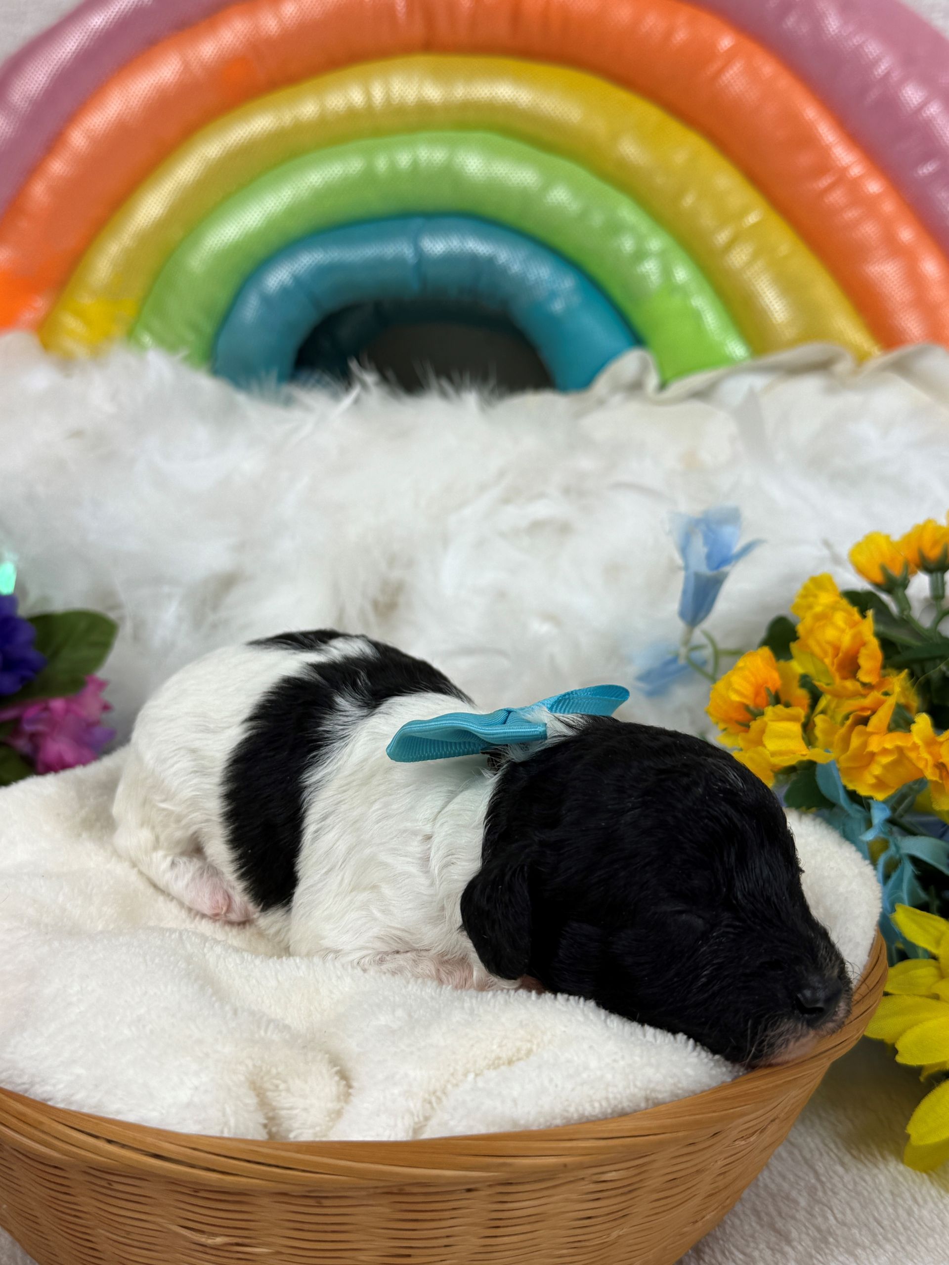 Cavapoo puppies for sale Fort Worth Texas breeder listings