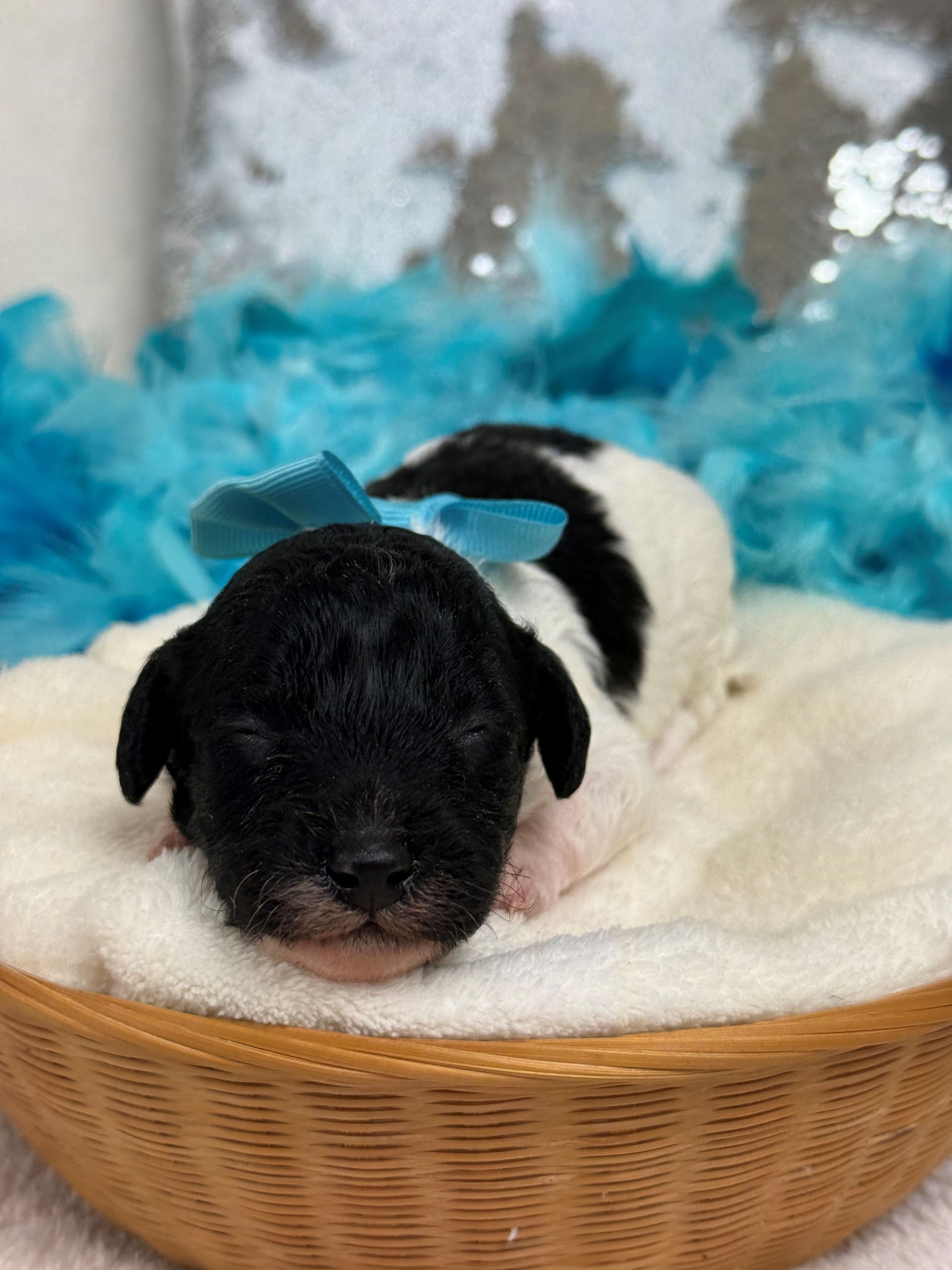Cavapoo puppies for sale near tyler Texas