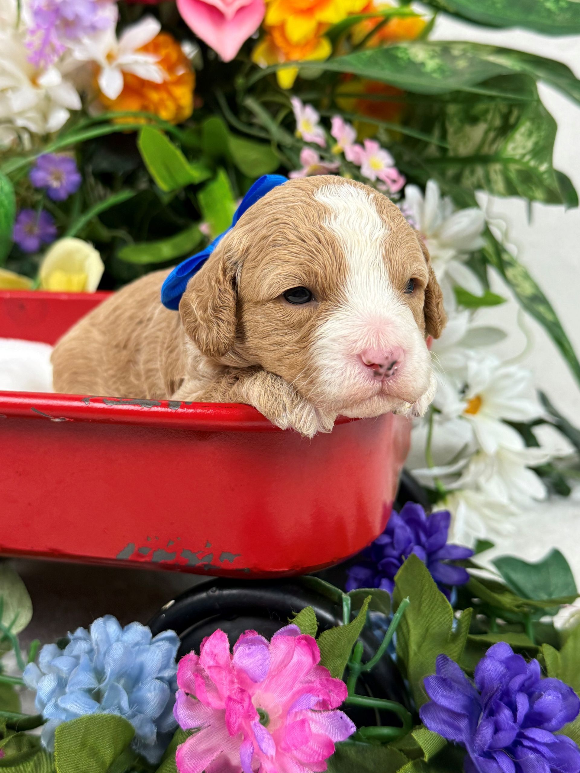 Cavapoo puppies for sale Fort Worth Texas breeder listings