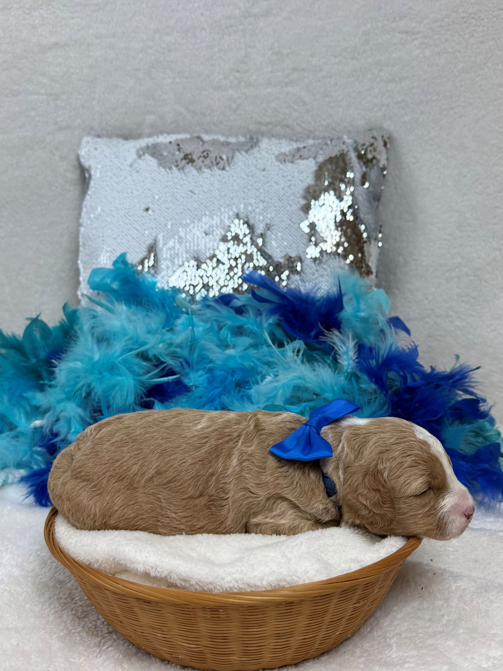Cavapoo puppies for sale near San Antonio Texas