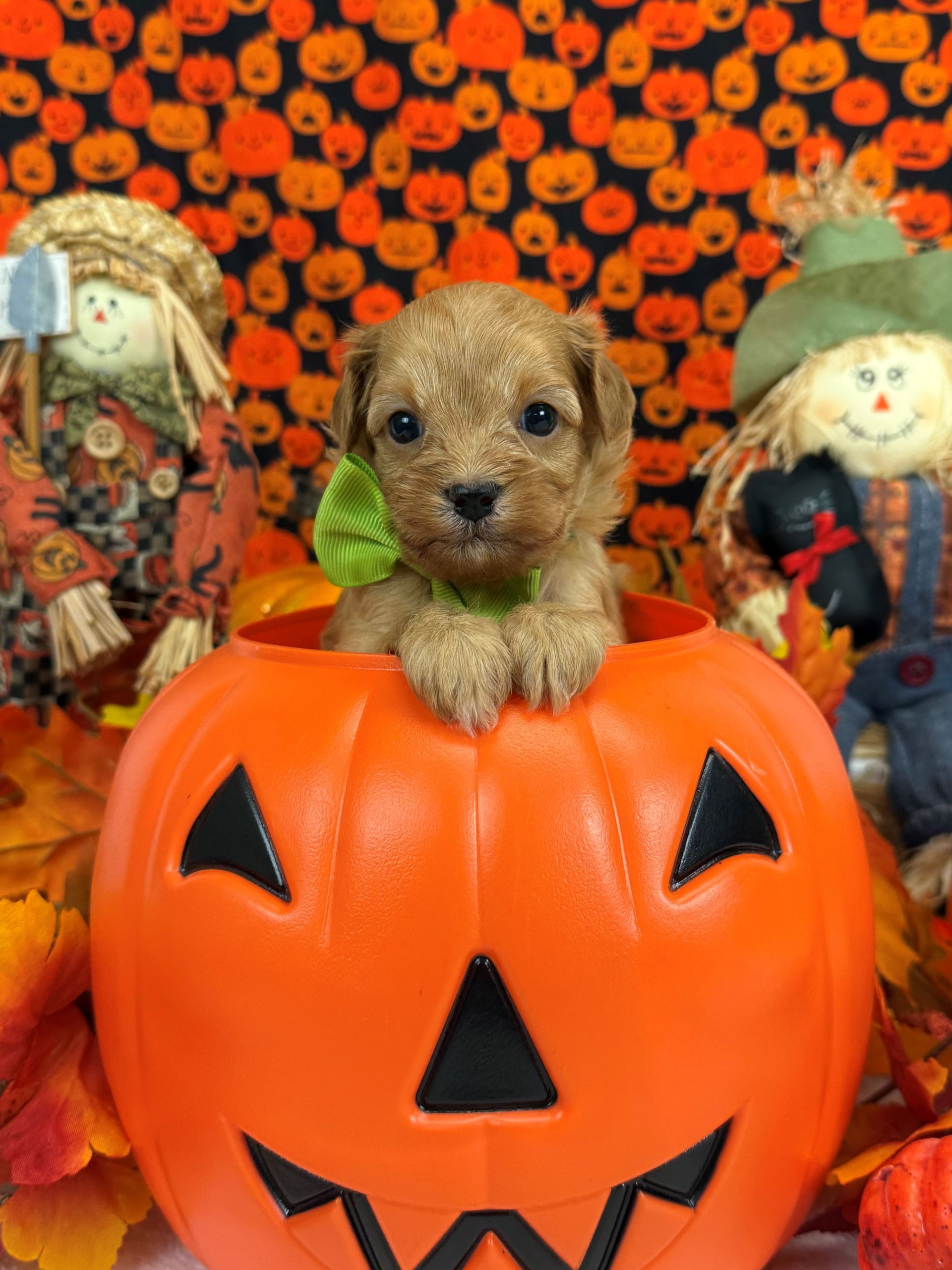 Goldendoodle puppies for sale Fort Worth Texas breeder listings