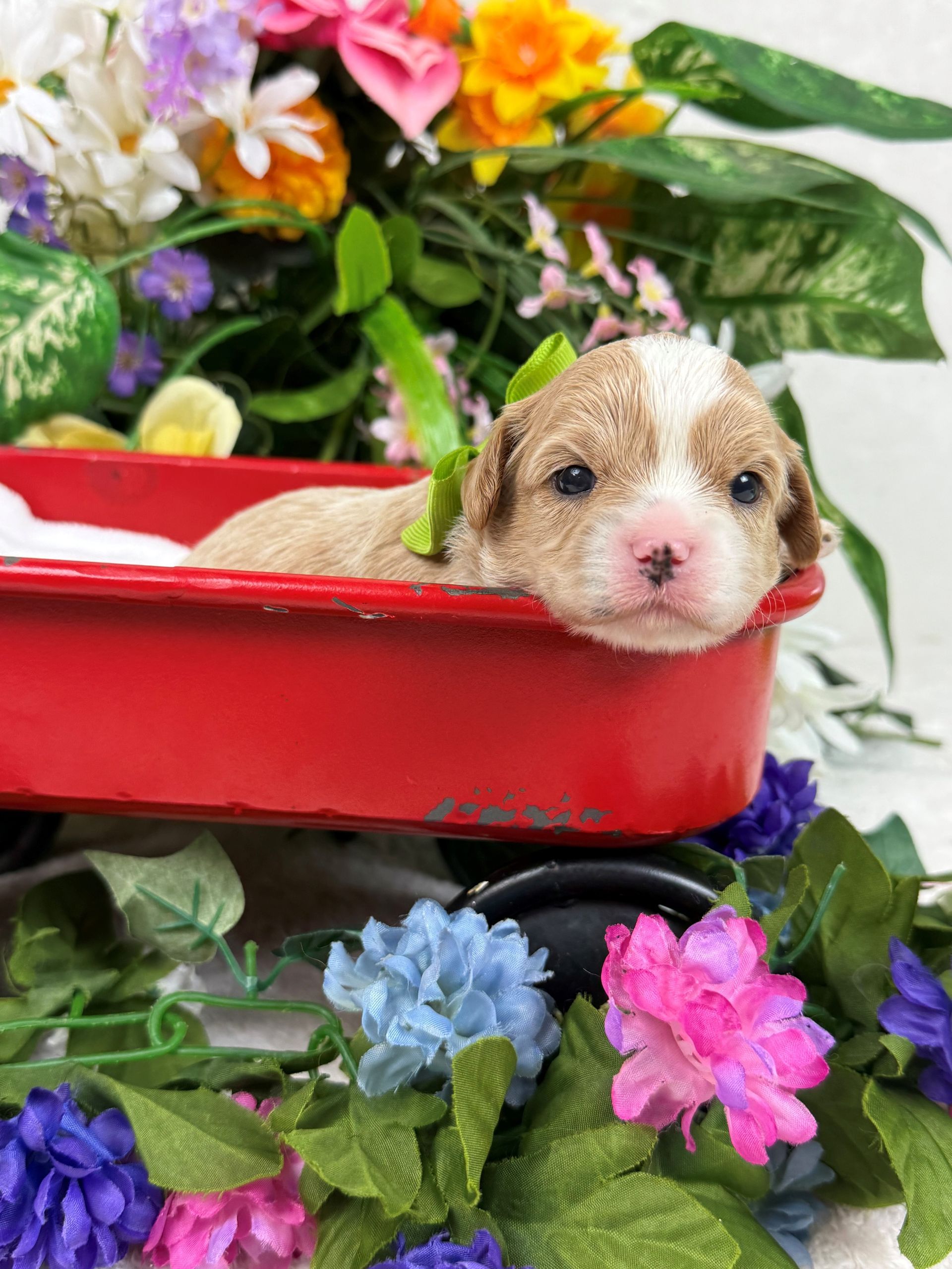 Cavapoo puppies for sale Fort Worth Texas breeder listings