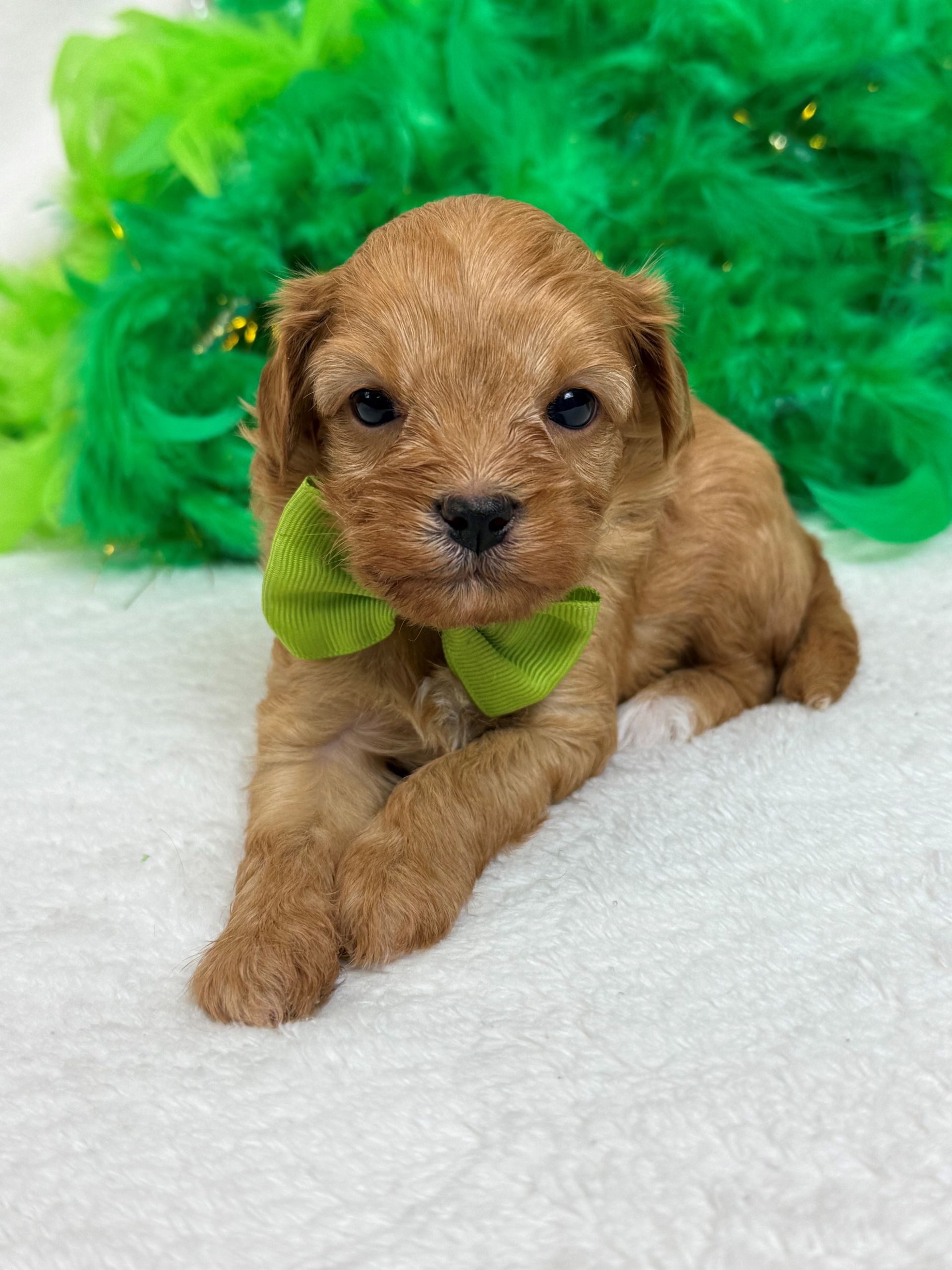 Mini Goldendoodle puppies for sale near San Antonio Texas