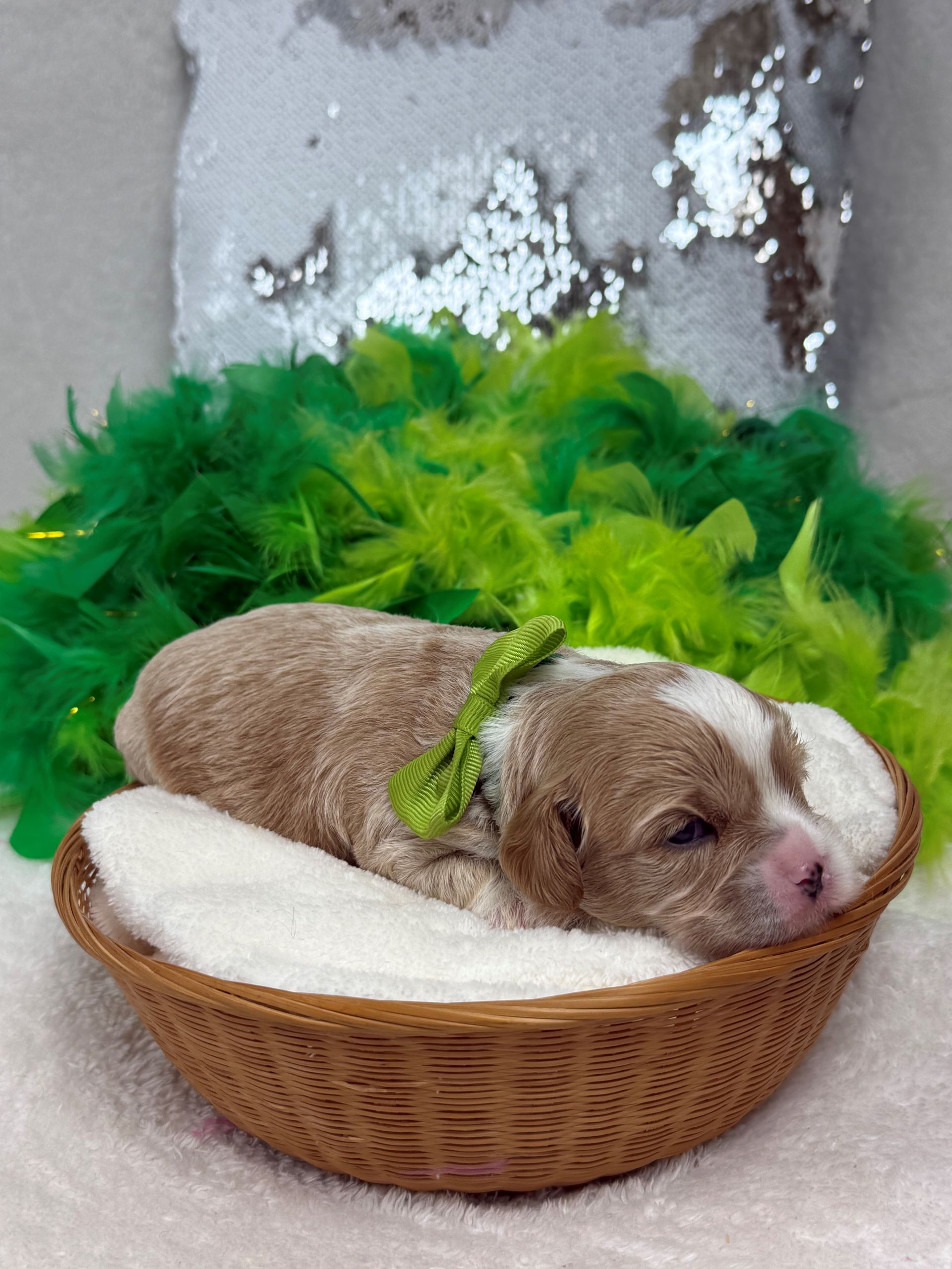 Cavapoo puppies for sale near San Antonio Texas