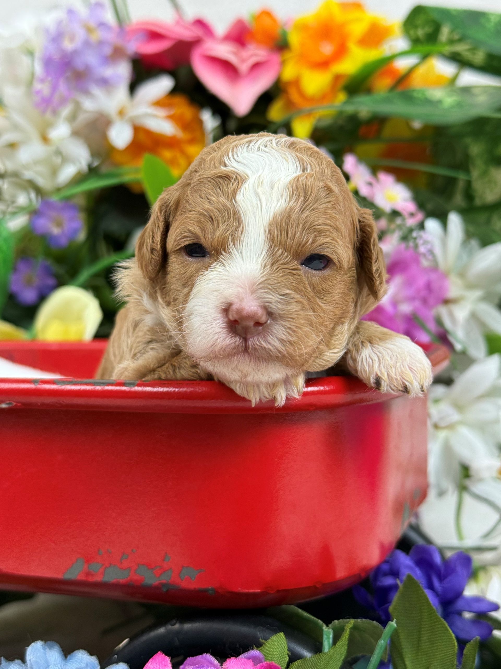 Cavapoo puppies for sale Fort Worth Texas breeder listings