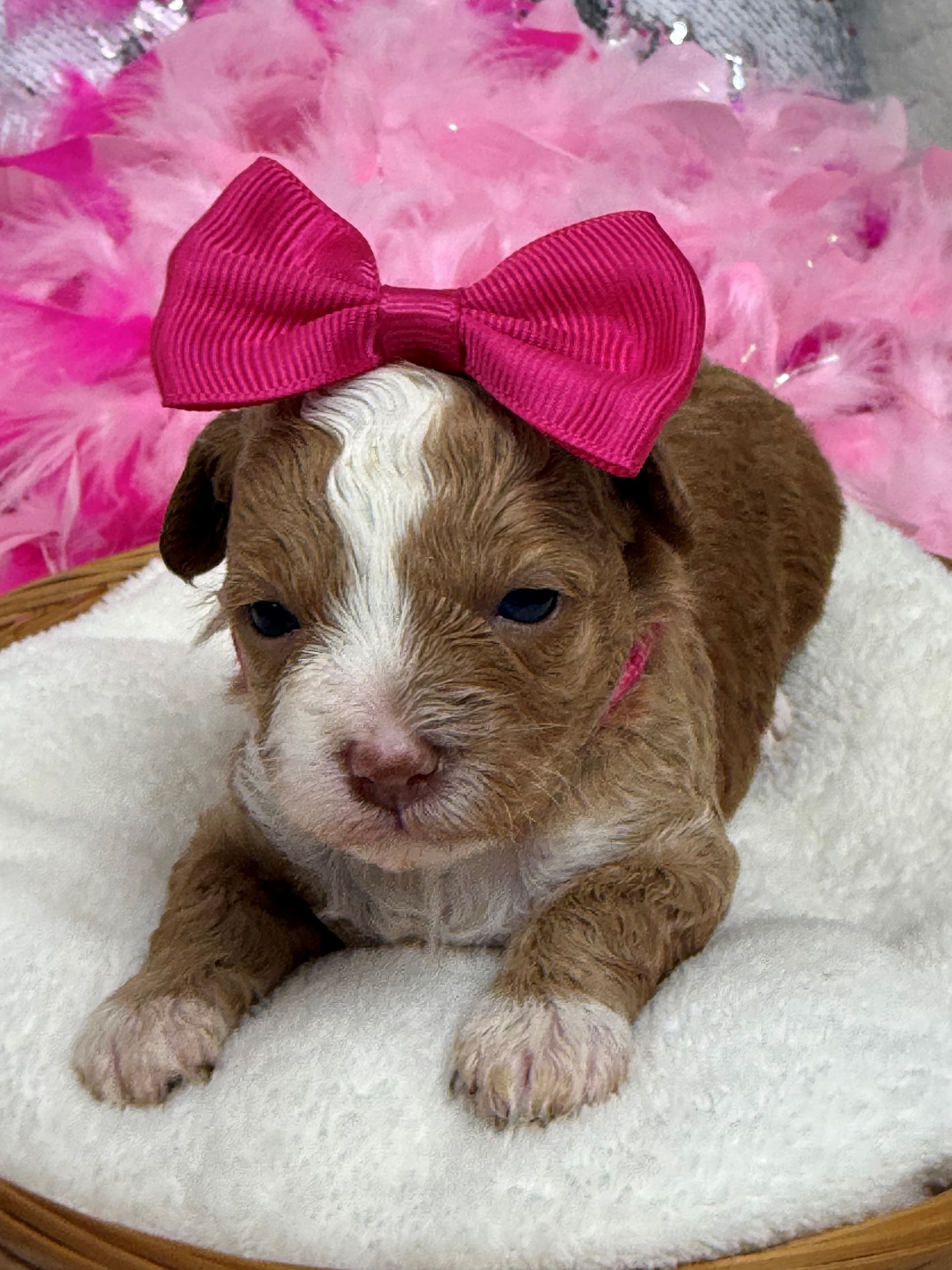 Cavapoo puppies for sale near San Antonio Texas