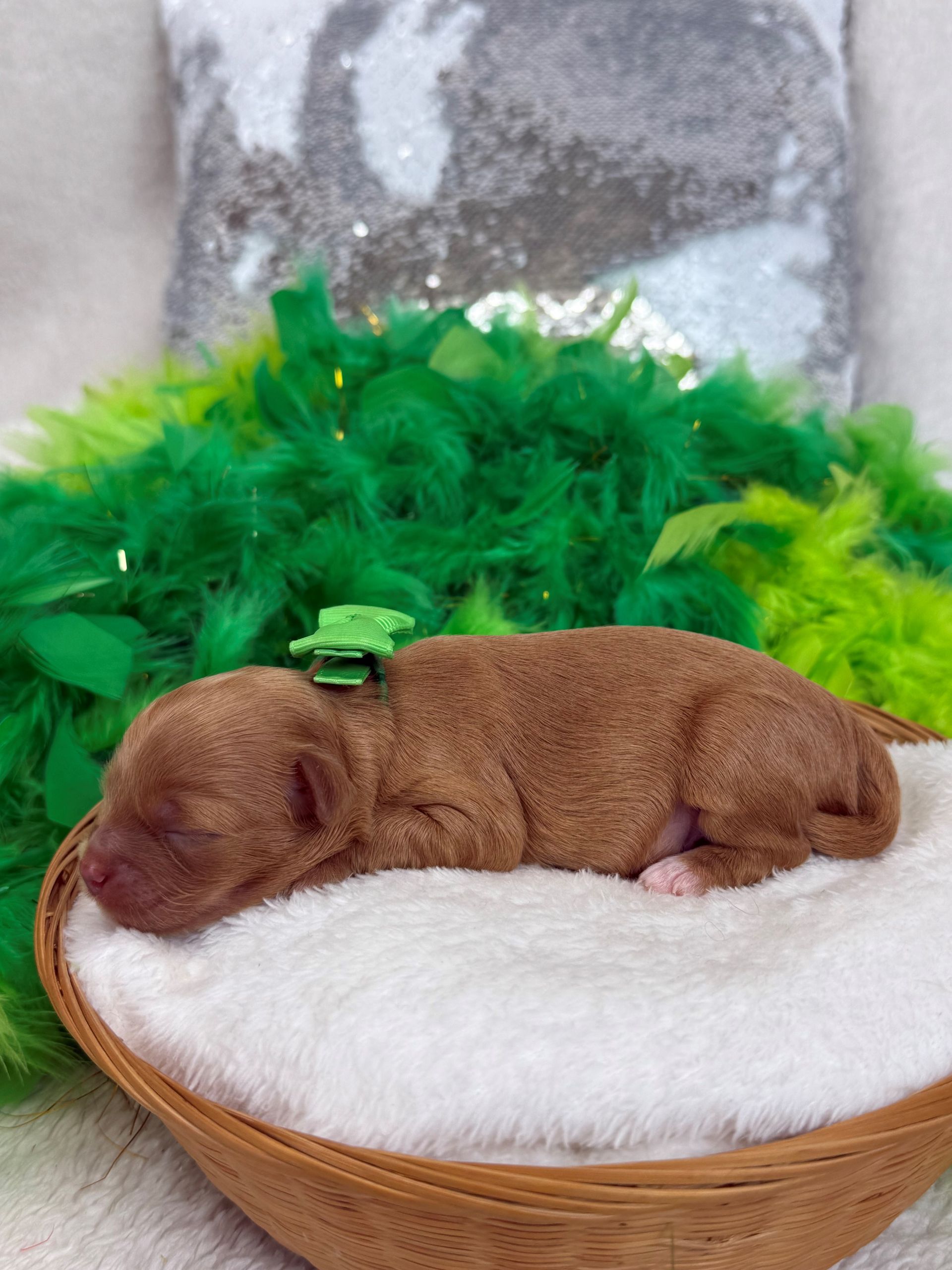 Mini Goldendoodle puppies for sale near San Antonio Texas