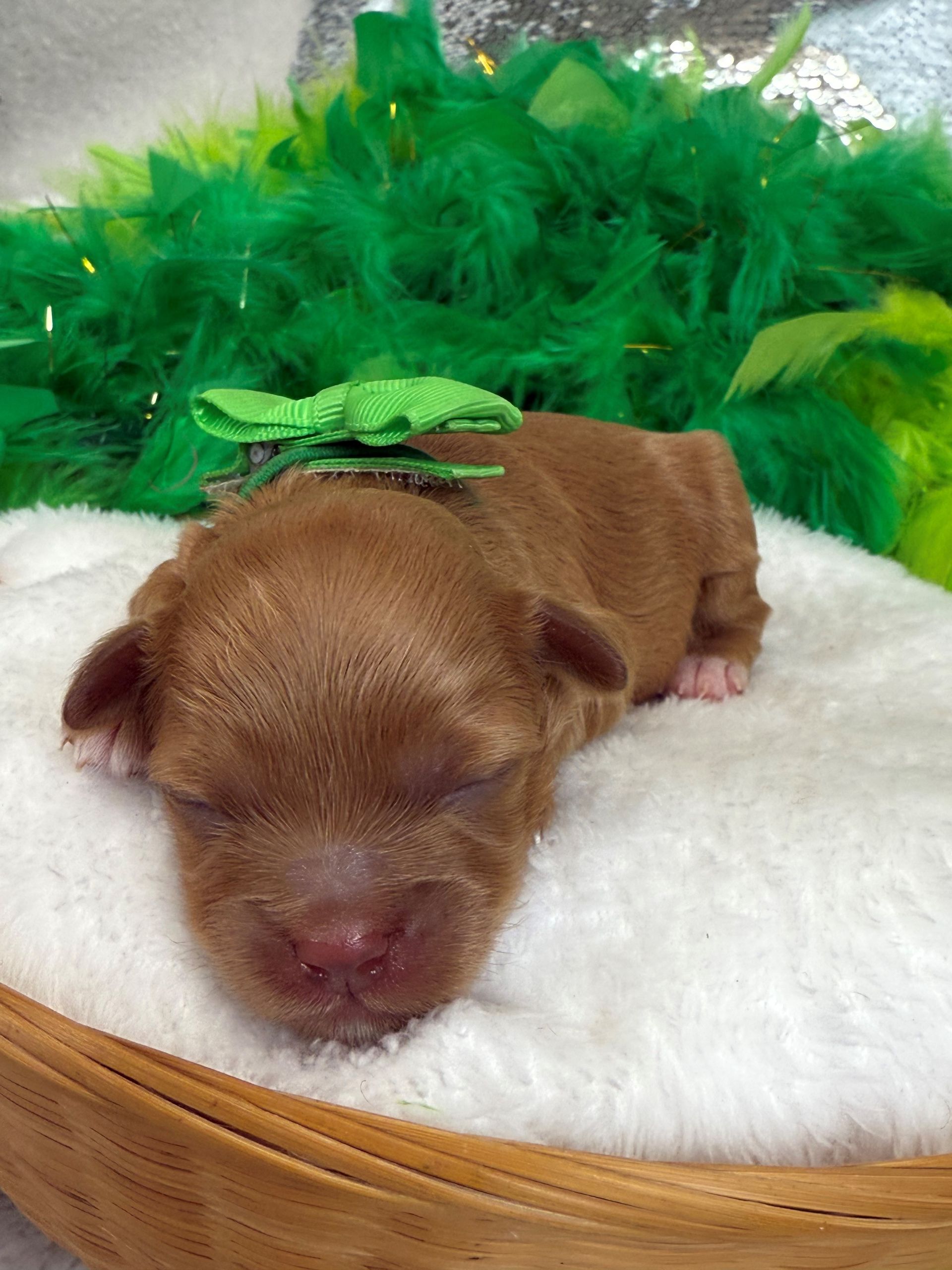 Goldendoodle puppies for sale Fort Worth Texas breeder listings