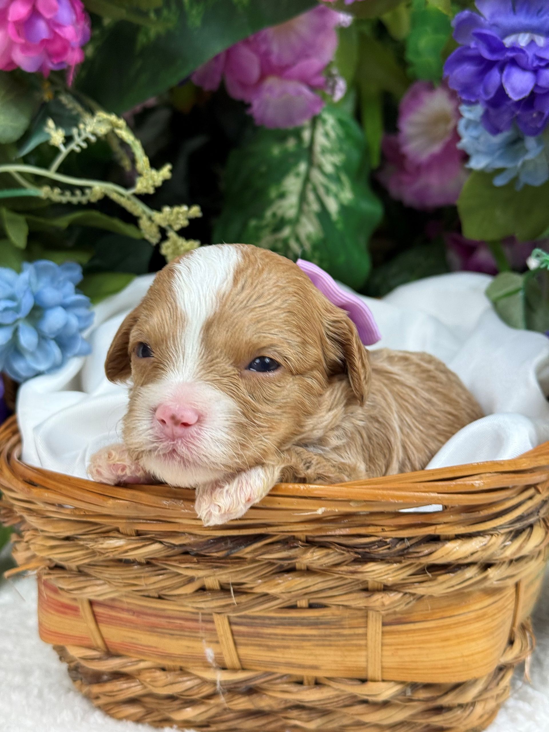 Goldendoodle puppies for sale Fort Worth Texas breeder listings