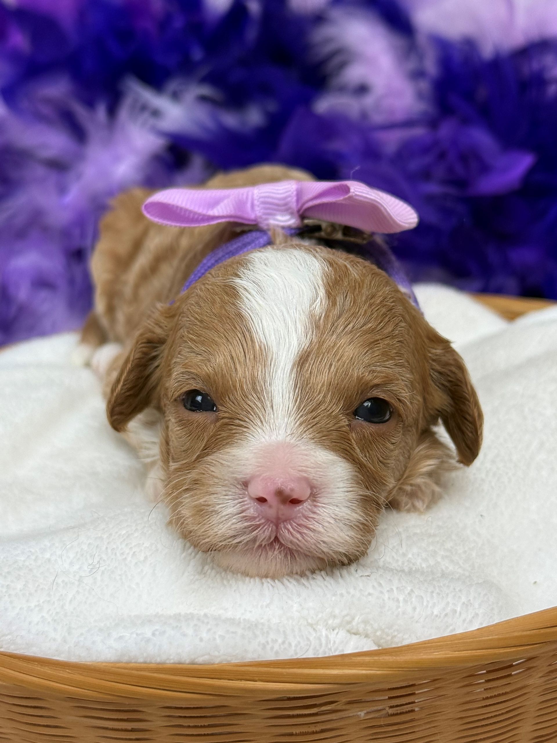 Mini Goldendoodle puppies for sale near San Antonio Texas