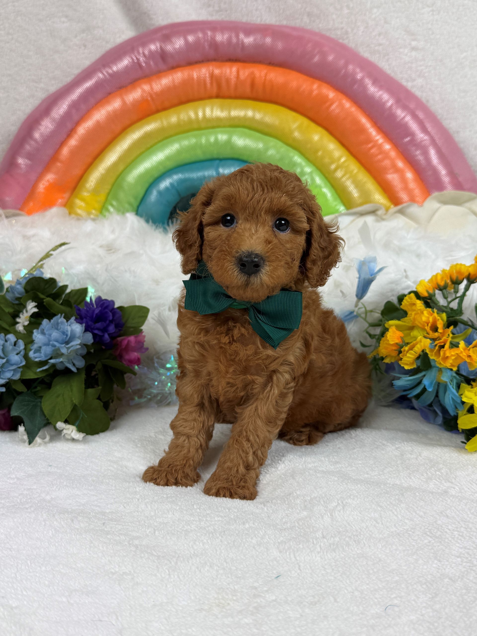 poodle puppies for sale Fort Worth Texas breeder listings