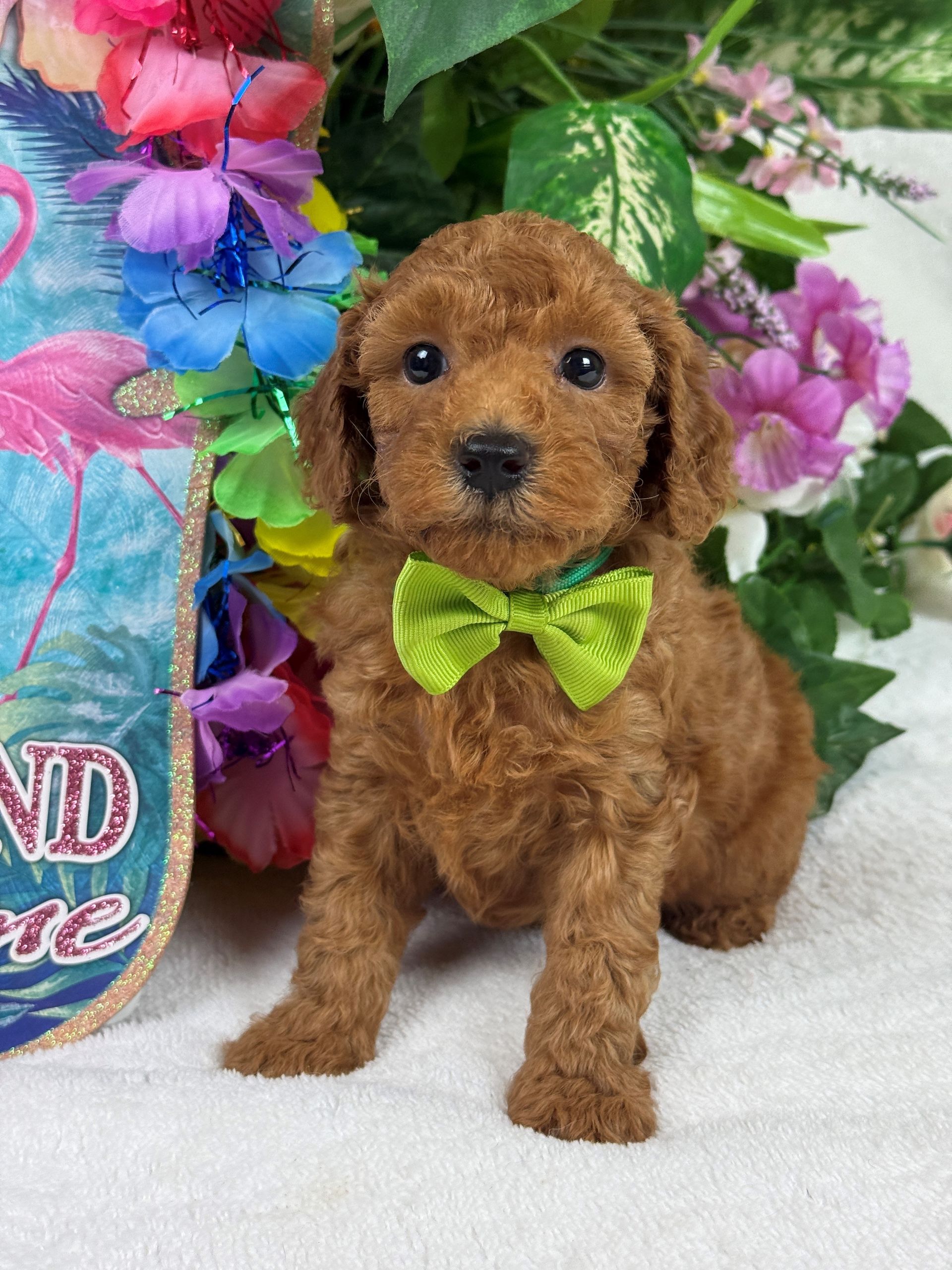 poodle puppies for sale Fort Worth Texas breeder listings