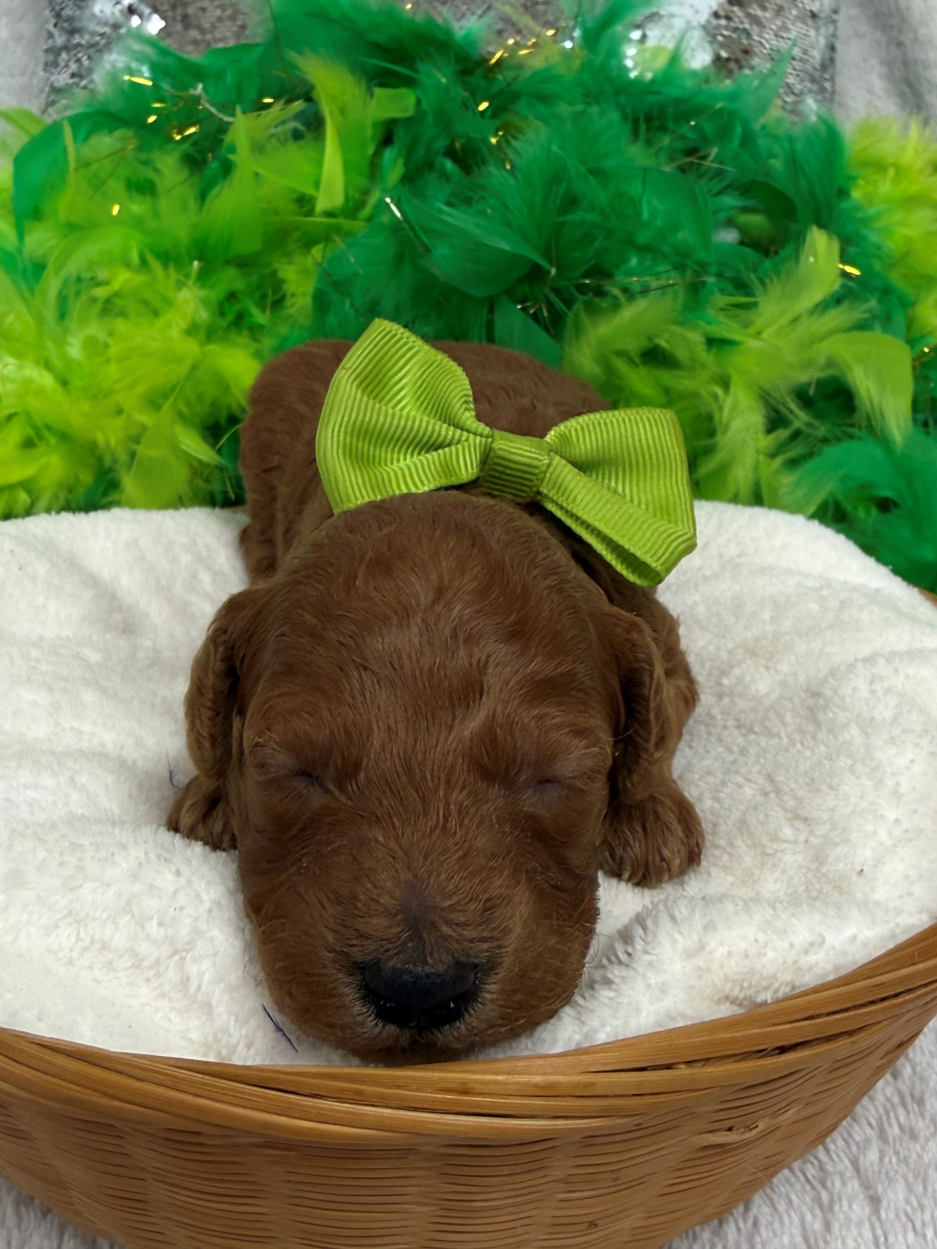 Poodle puppies for sale near San Antonio Texas