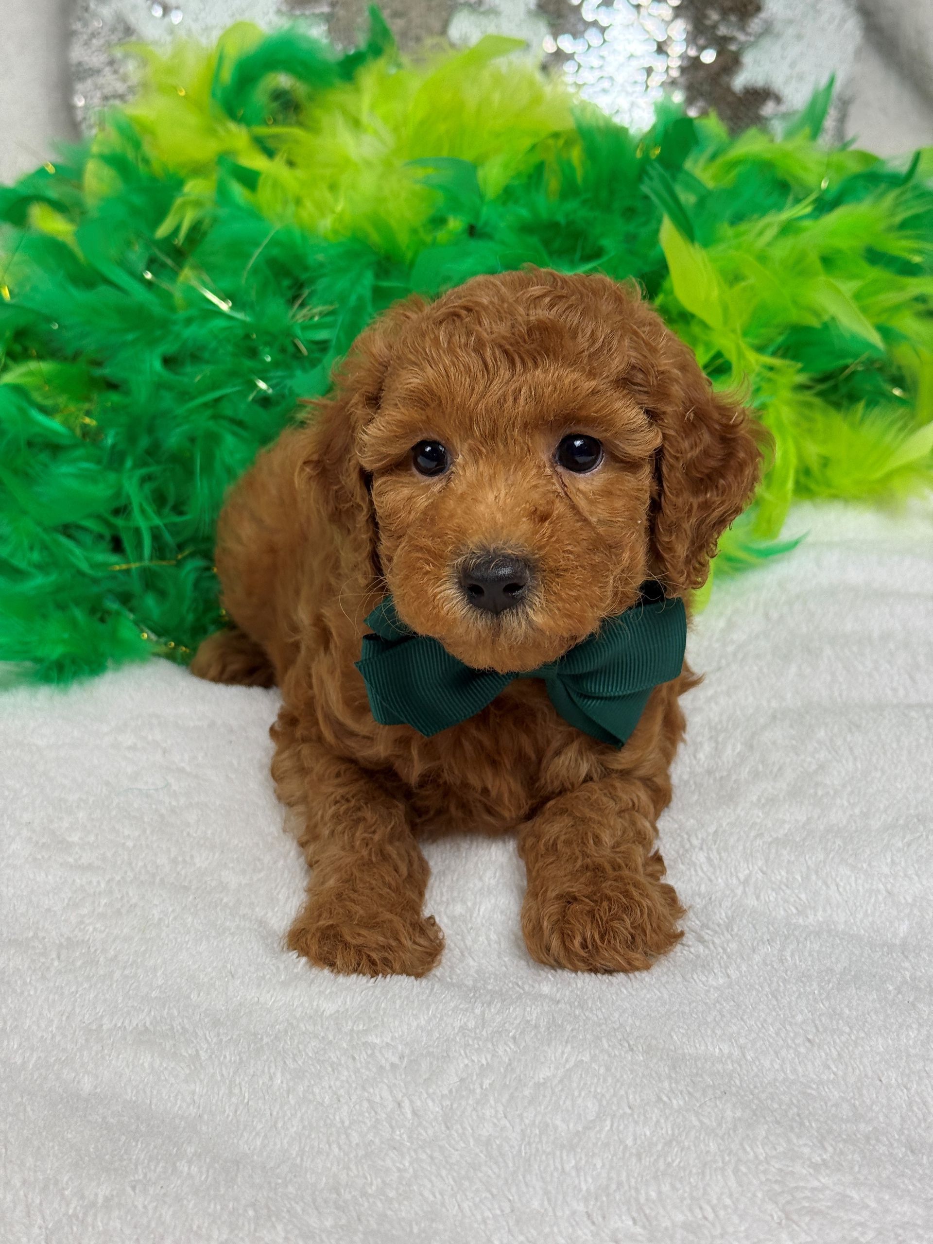 Poodle puppies for sale near San Antonio Texas