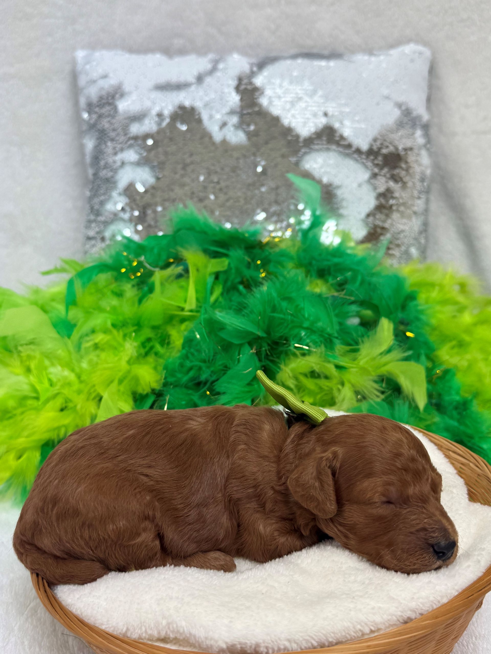 poodle puppies for sale Fort Worth Texas breeder listings