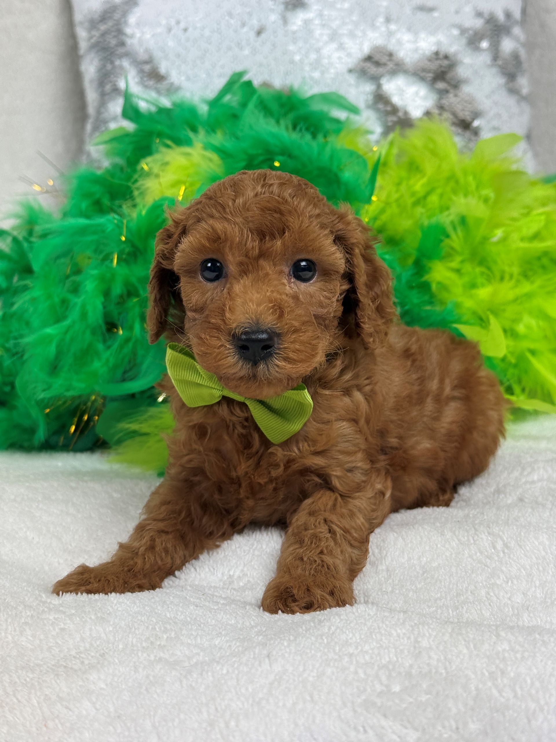 Poodle puppies for sale near San Antonio Texas