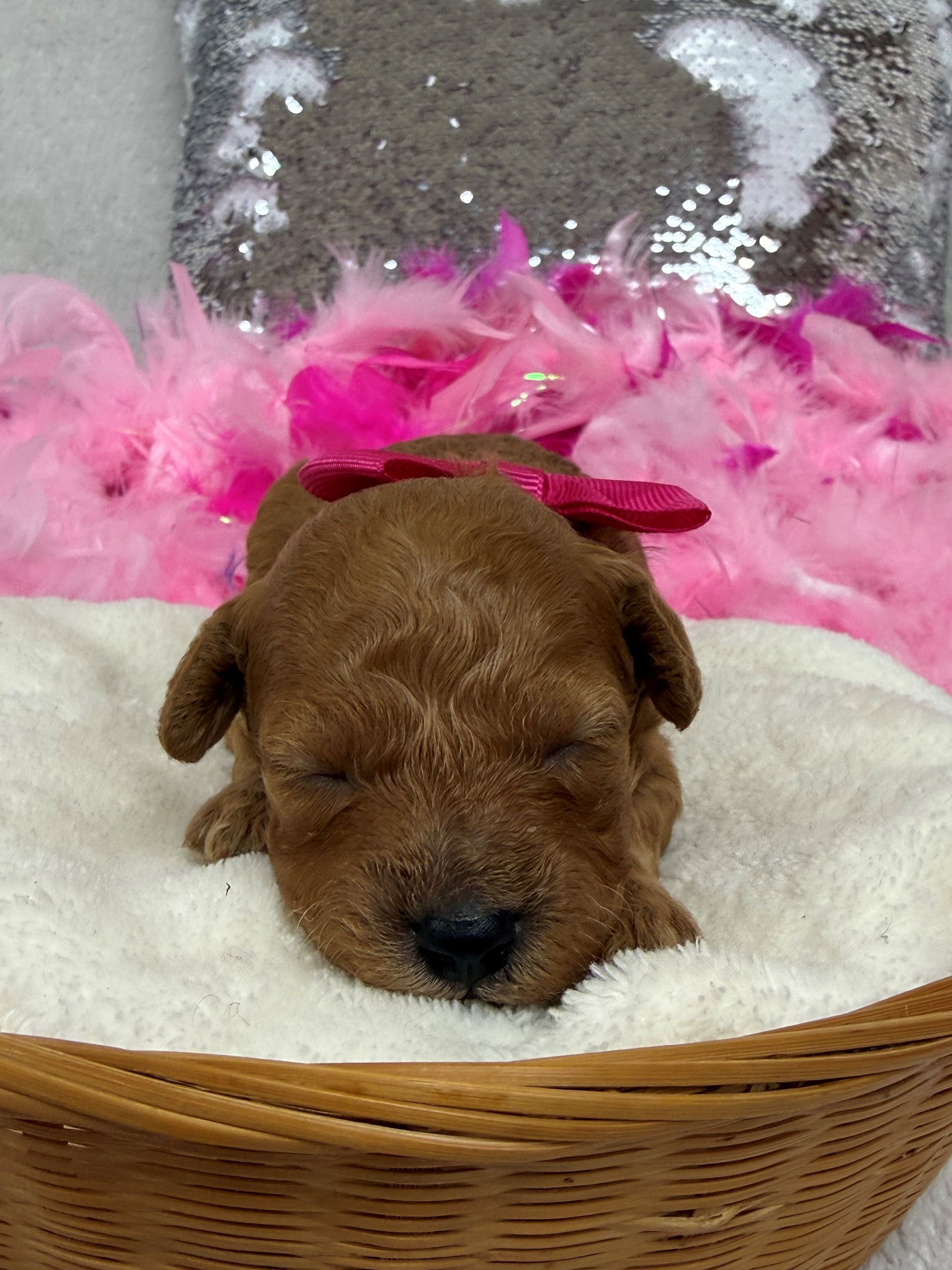 Poodle puppies for sale near San Antonio Texas