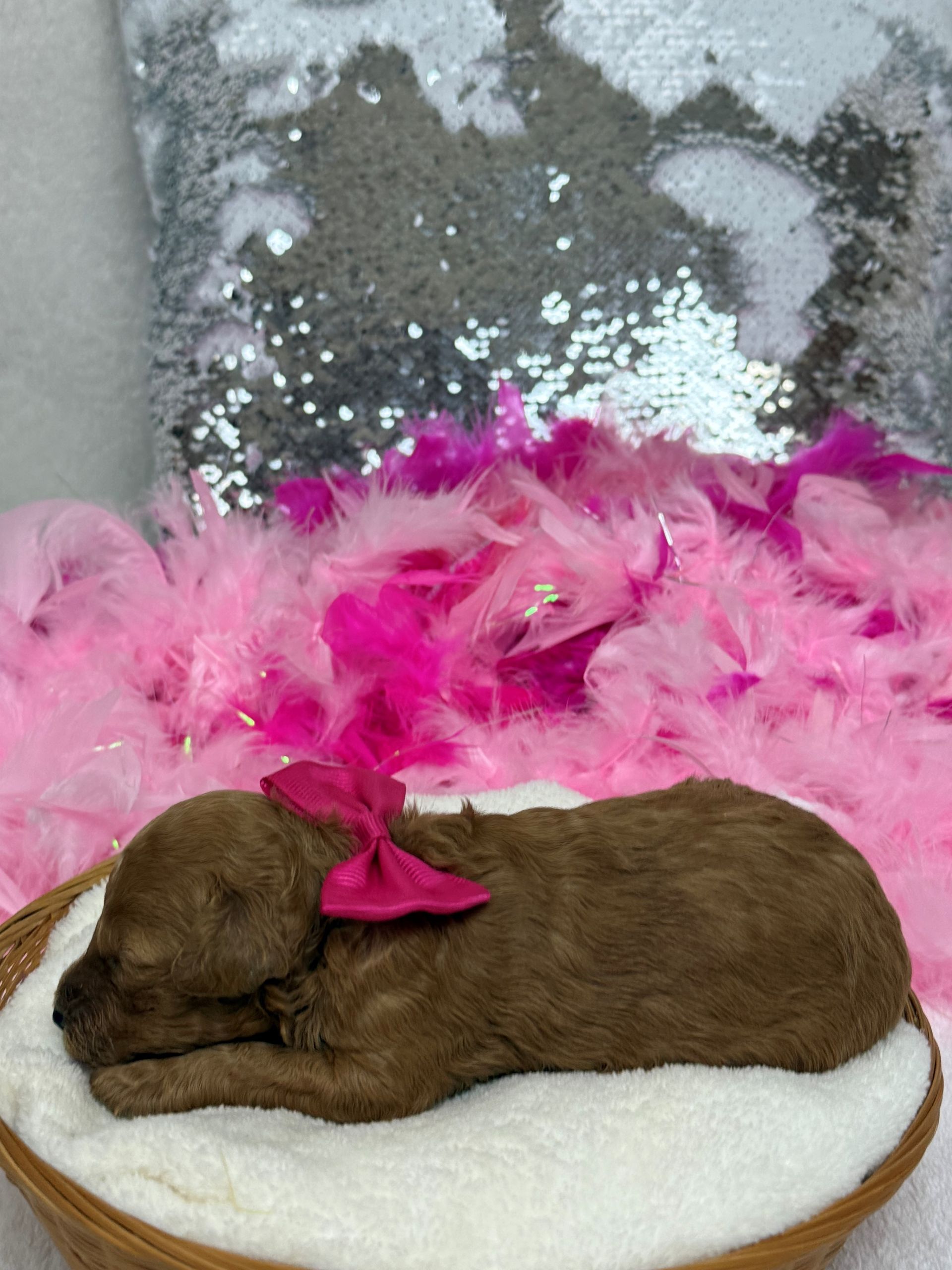 poodle puppies for sale Fort Worth Texas breeder listings