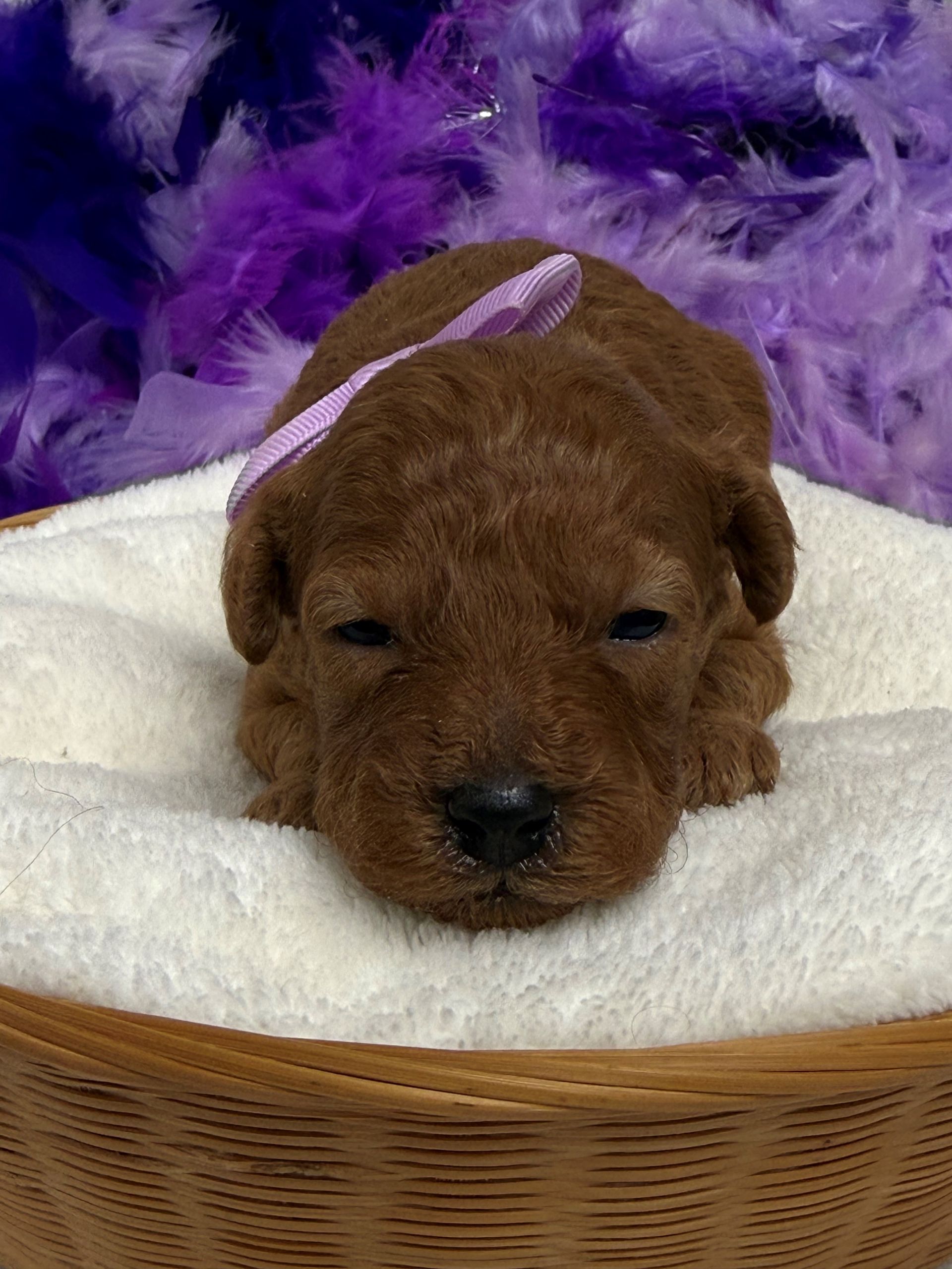 Cavapoo puppies for sale near San Antonio Texas