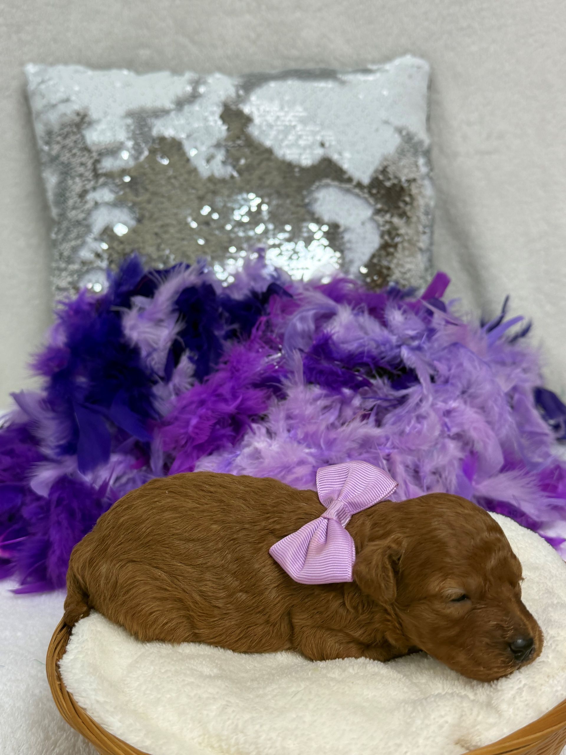 poodle puppies for sale Fort Worth Texas breeder listings