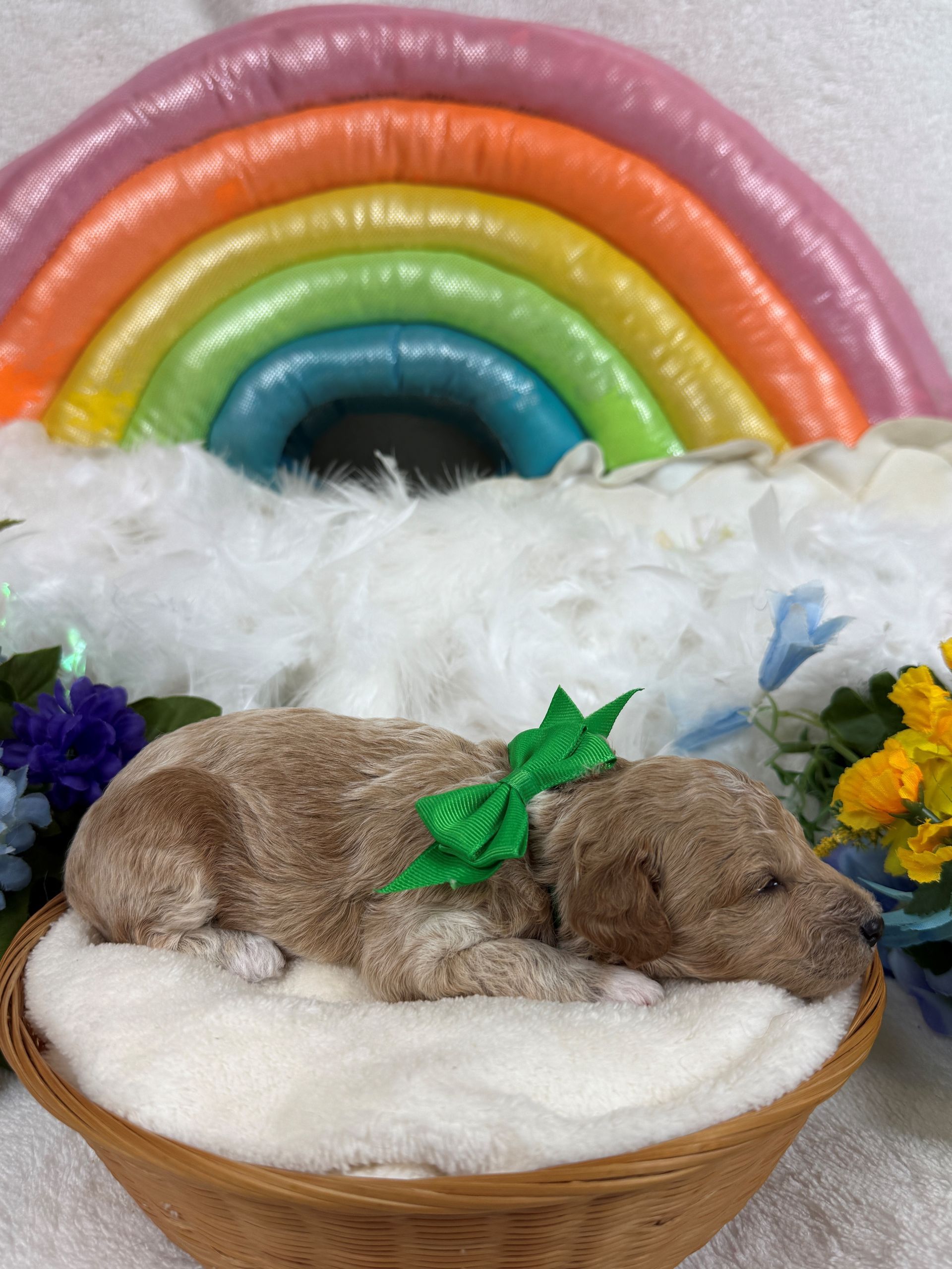 Cavapoo puppies for sale Fort Worth Texas breeder listings