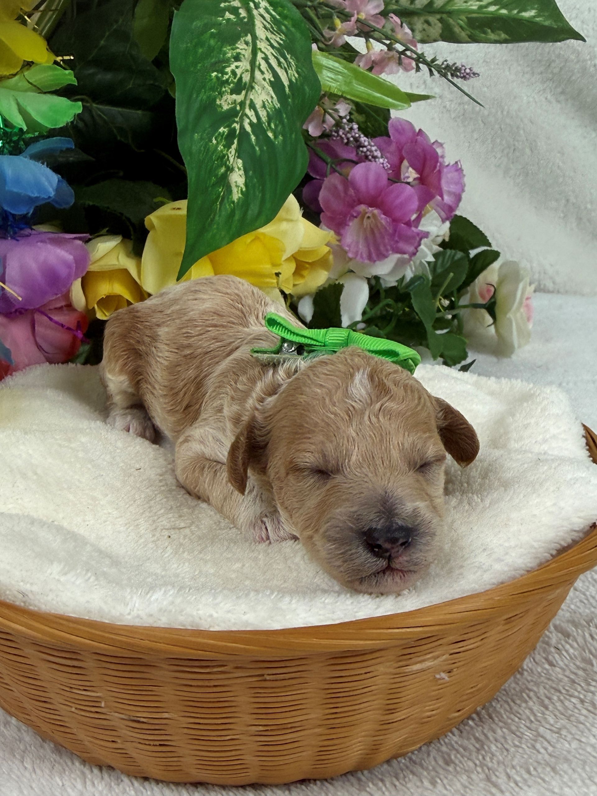 Cavapoo puppies for sale Fort Worth Texas breeder listings