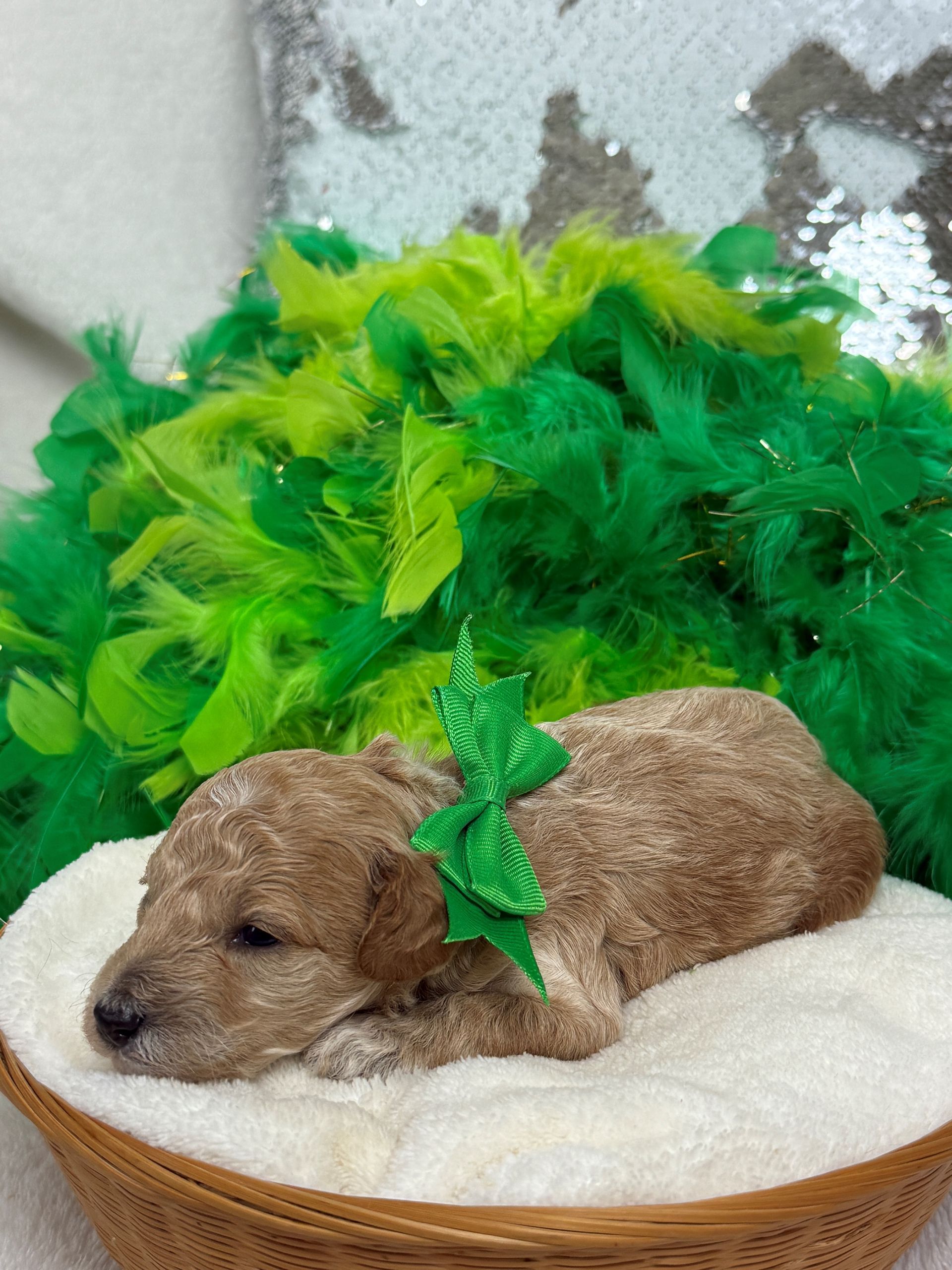Cavapoo puppies for sale near tyler Texas