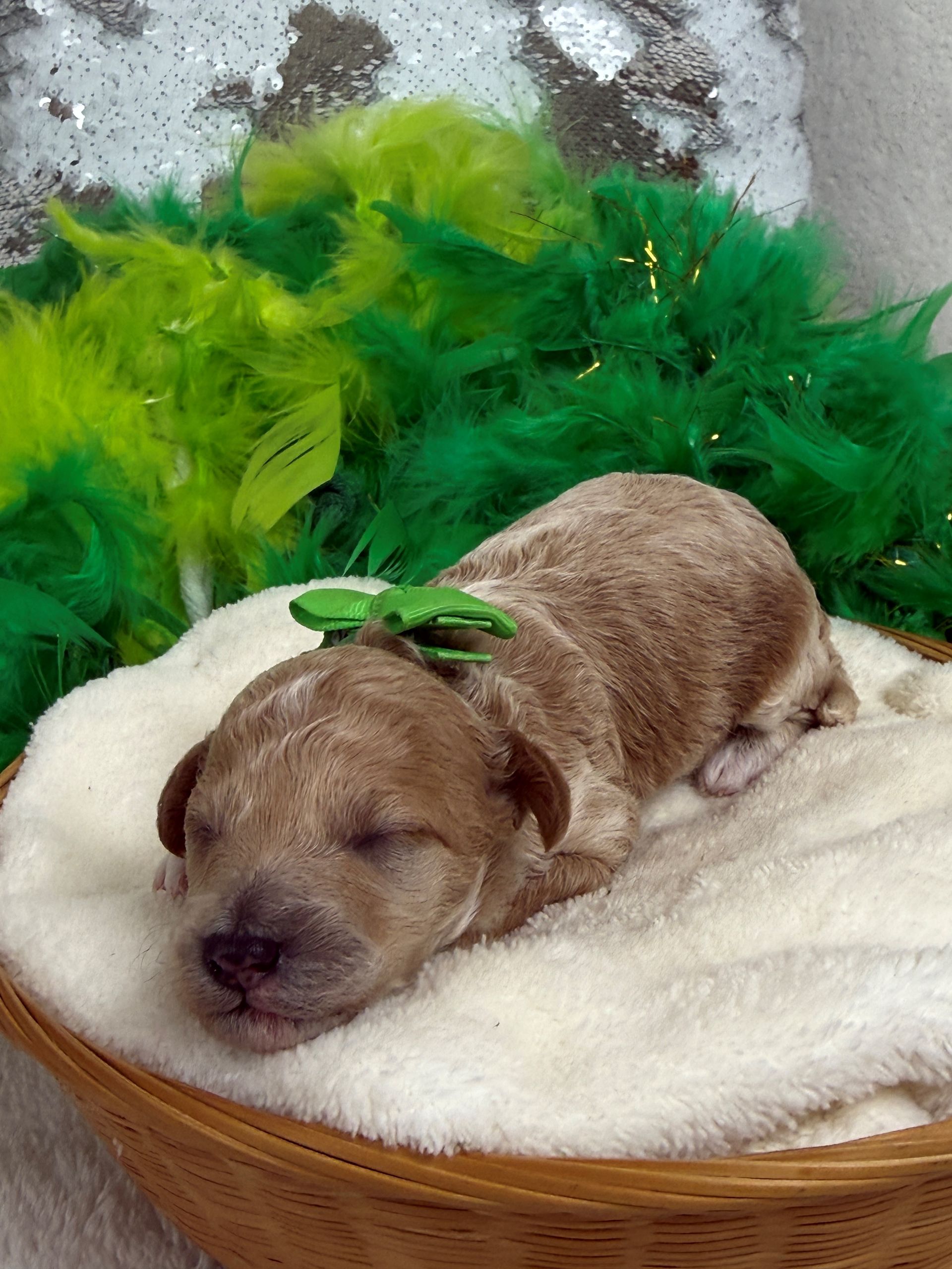 Cavapoo puppies for sale near tyler Texas