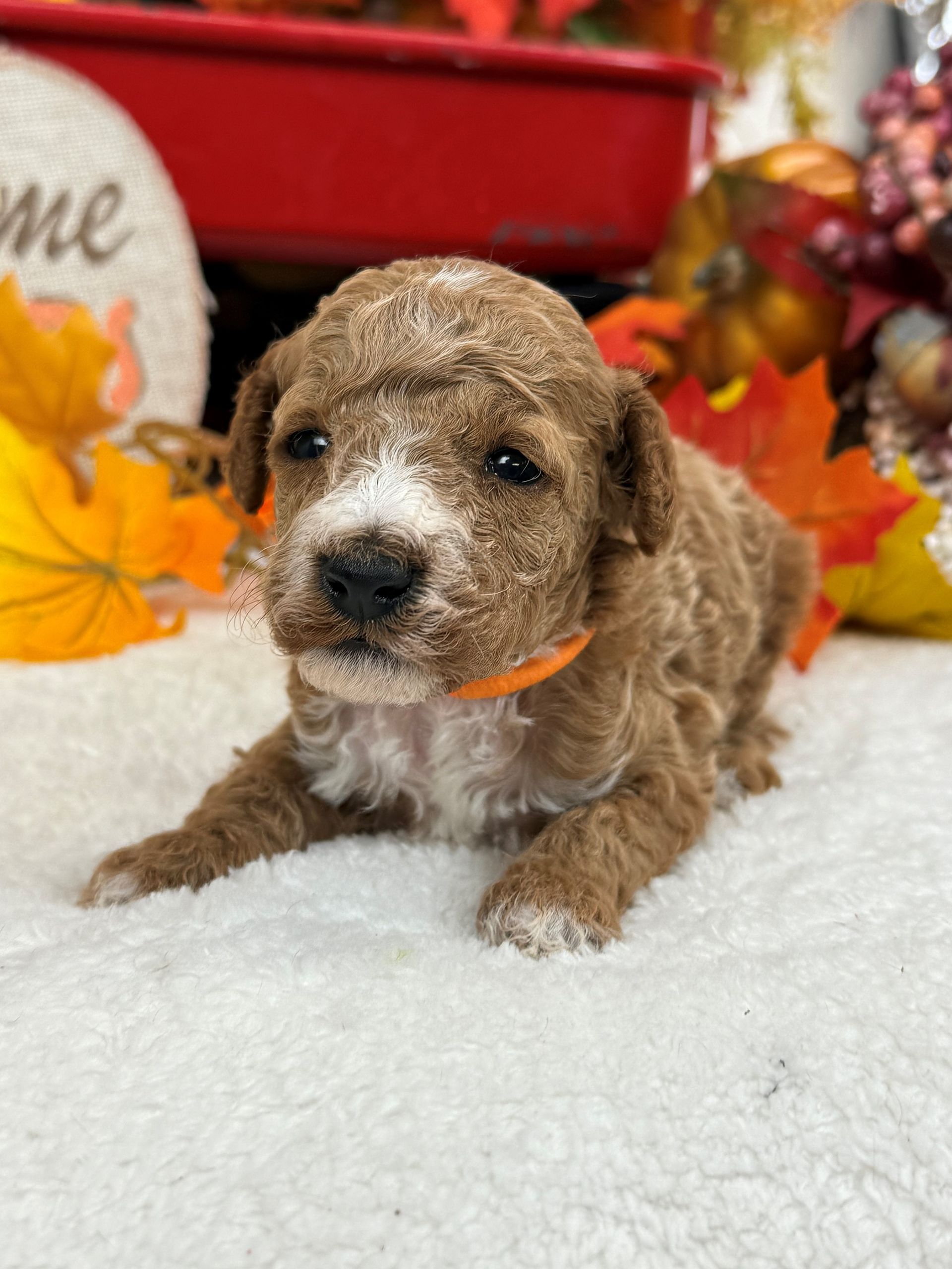 Goldendoodle puppies for sale Fort Worth Texas breeder listings