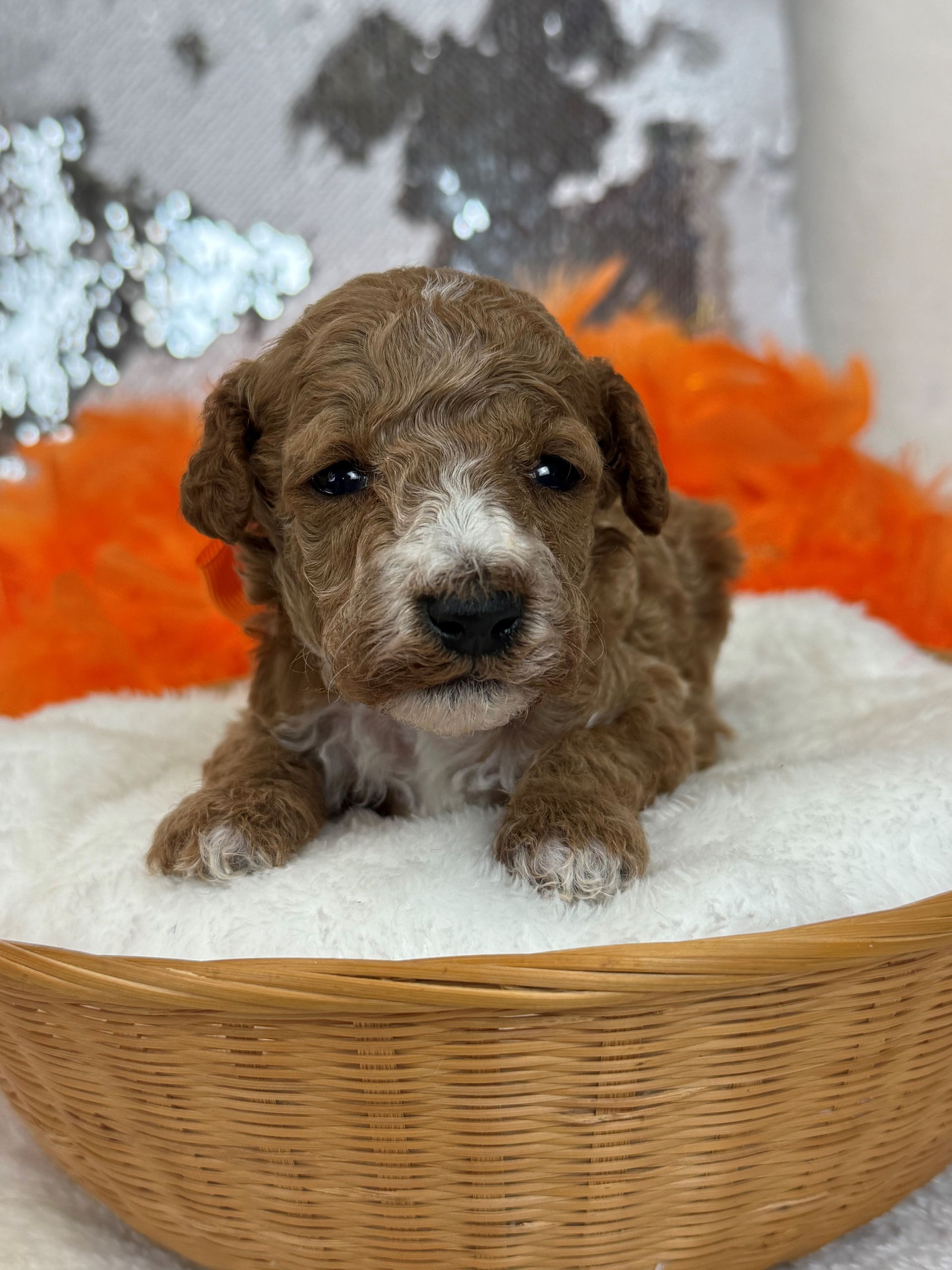 Mini Goldendoodle puppies for sale near San Antonio Texas