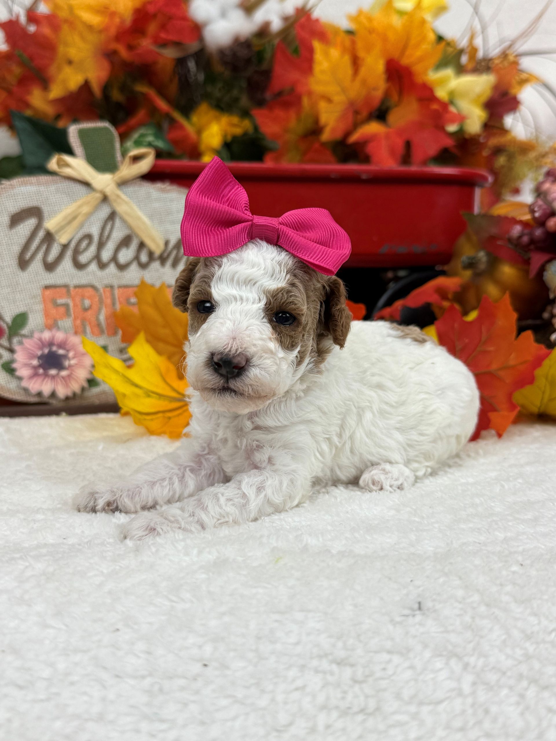 Goldendoodle puppies for sale Fort Worth Texas breeder listings