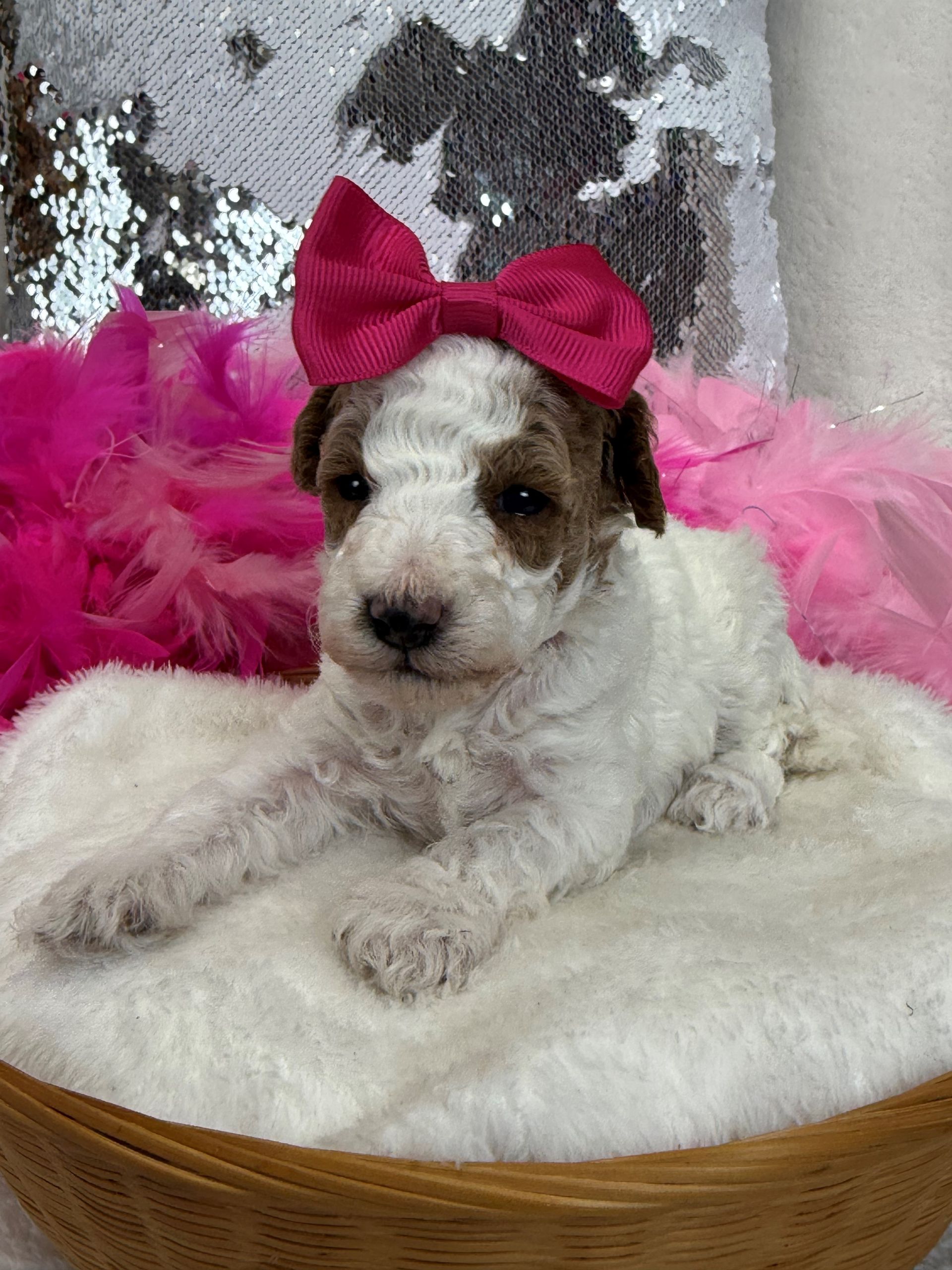 Mini Goldendoodle puppies for sale near San Antonio Texas