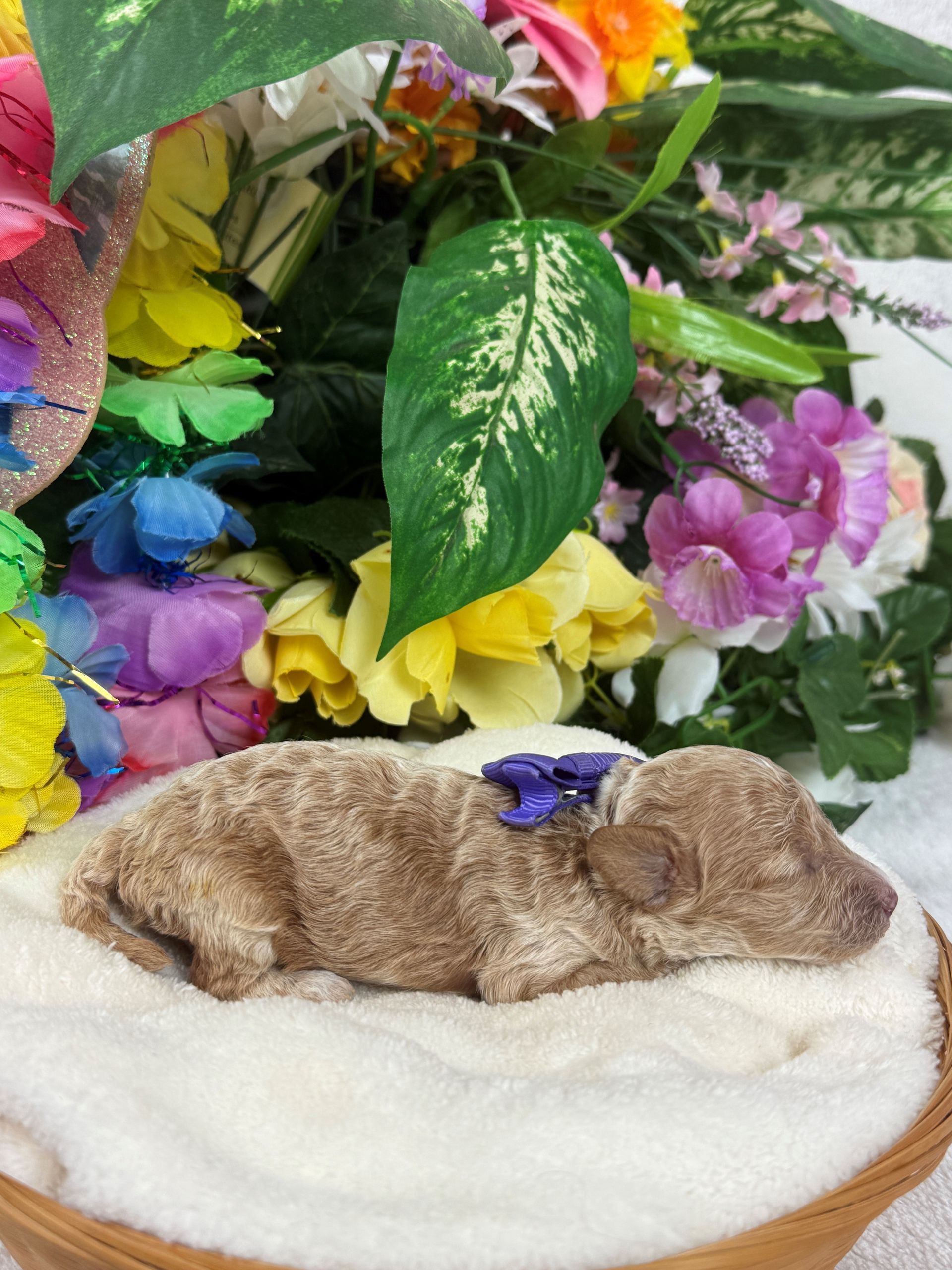 Cavapoo puppies for sale Fort Worth Texas breeder listings