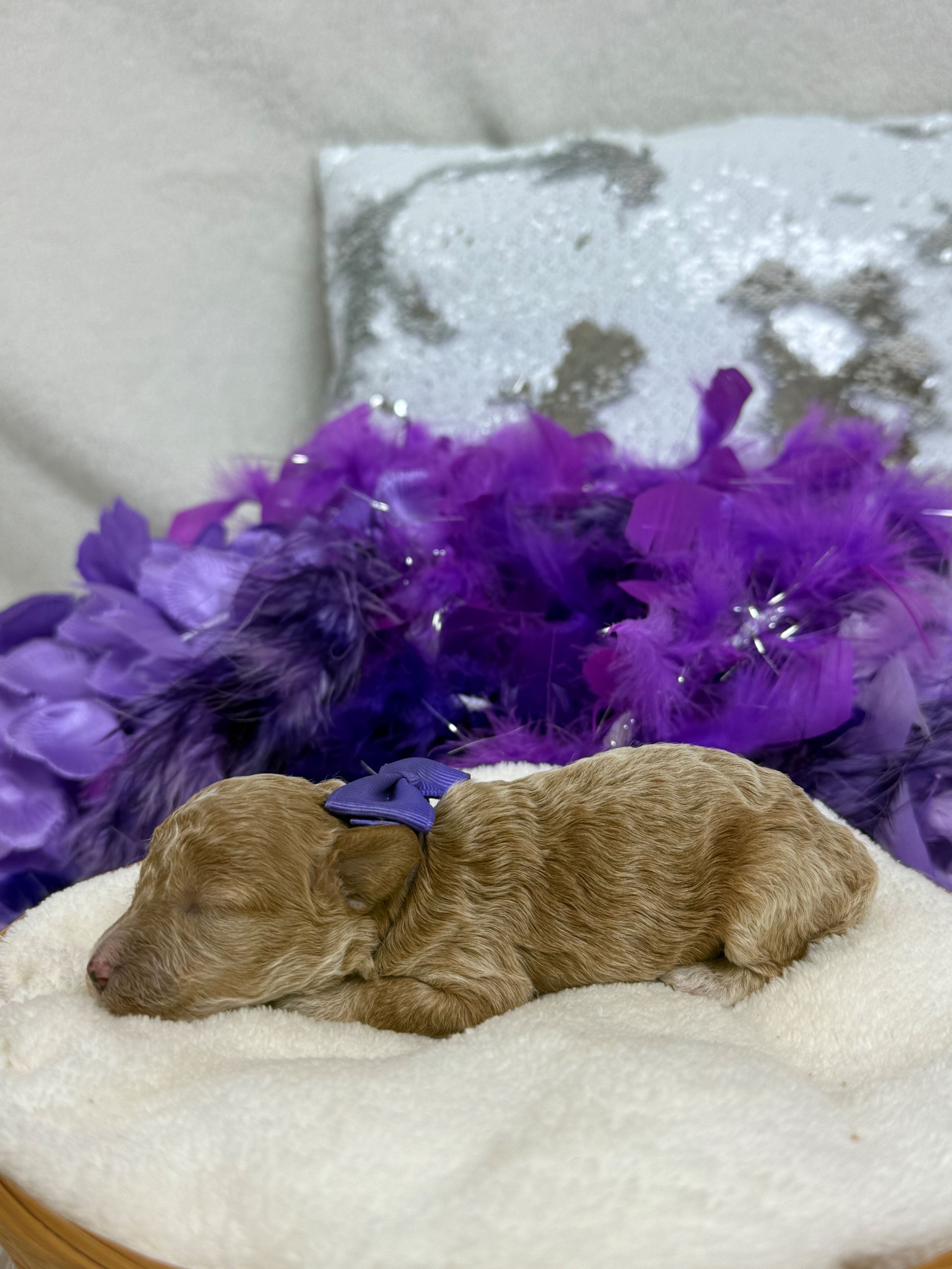 Cavapoo puppies for sale near tyler Texas