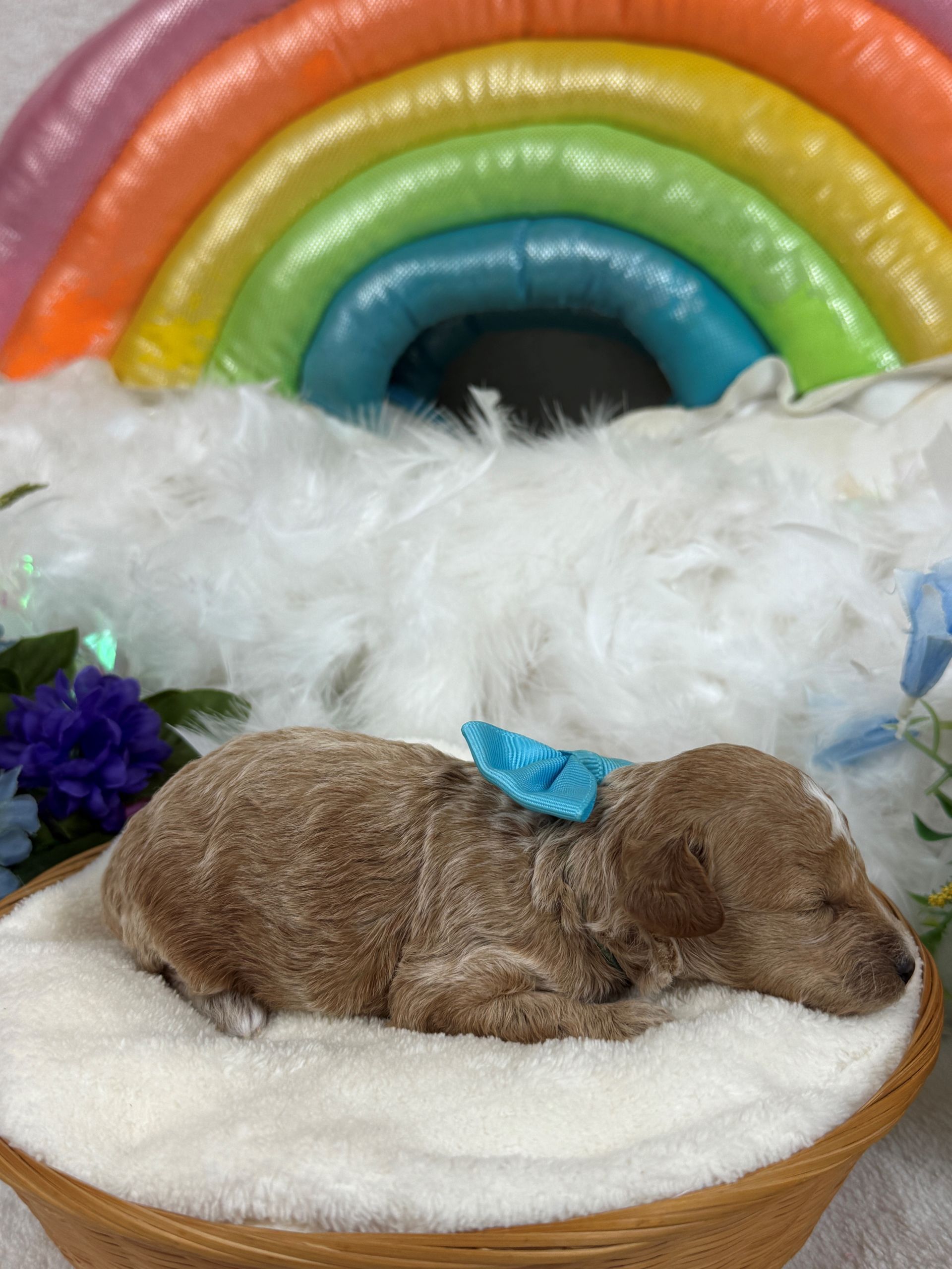 Cavapoo puppies for sale Fort Worth Texas breeder listings
