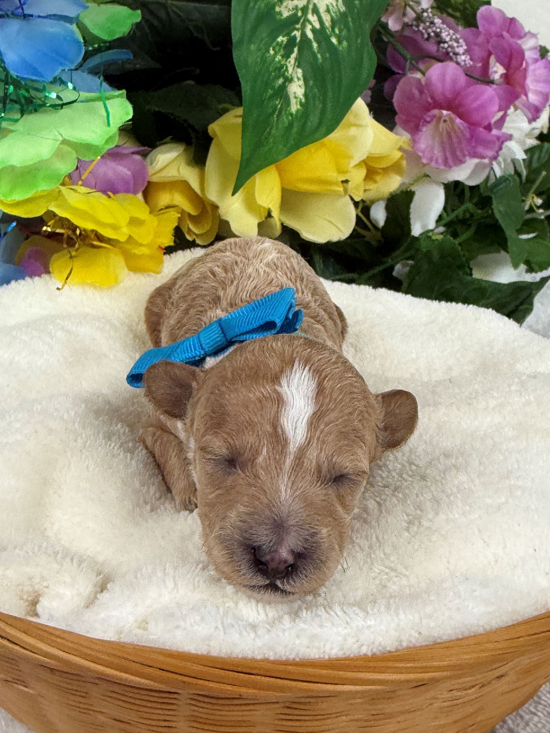 Cavapoo puppies for sale Fort Worth Texas breeder listings