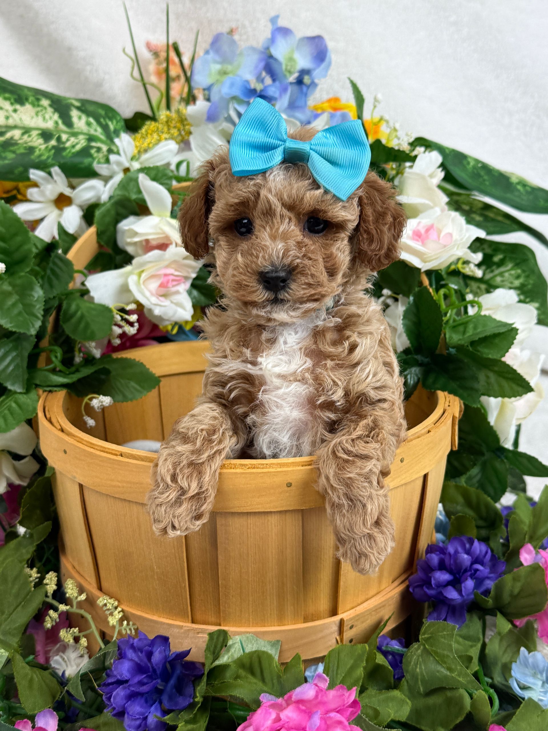 Cavapoo puppies for sale Fort Worth Texas breeder listings