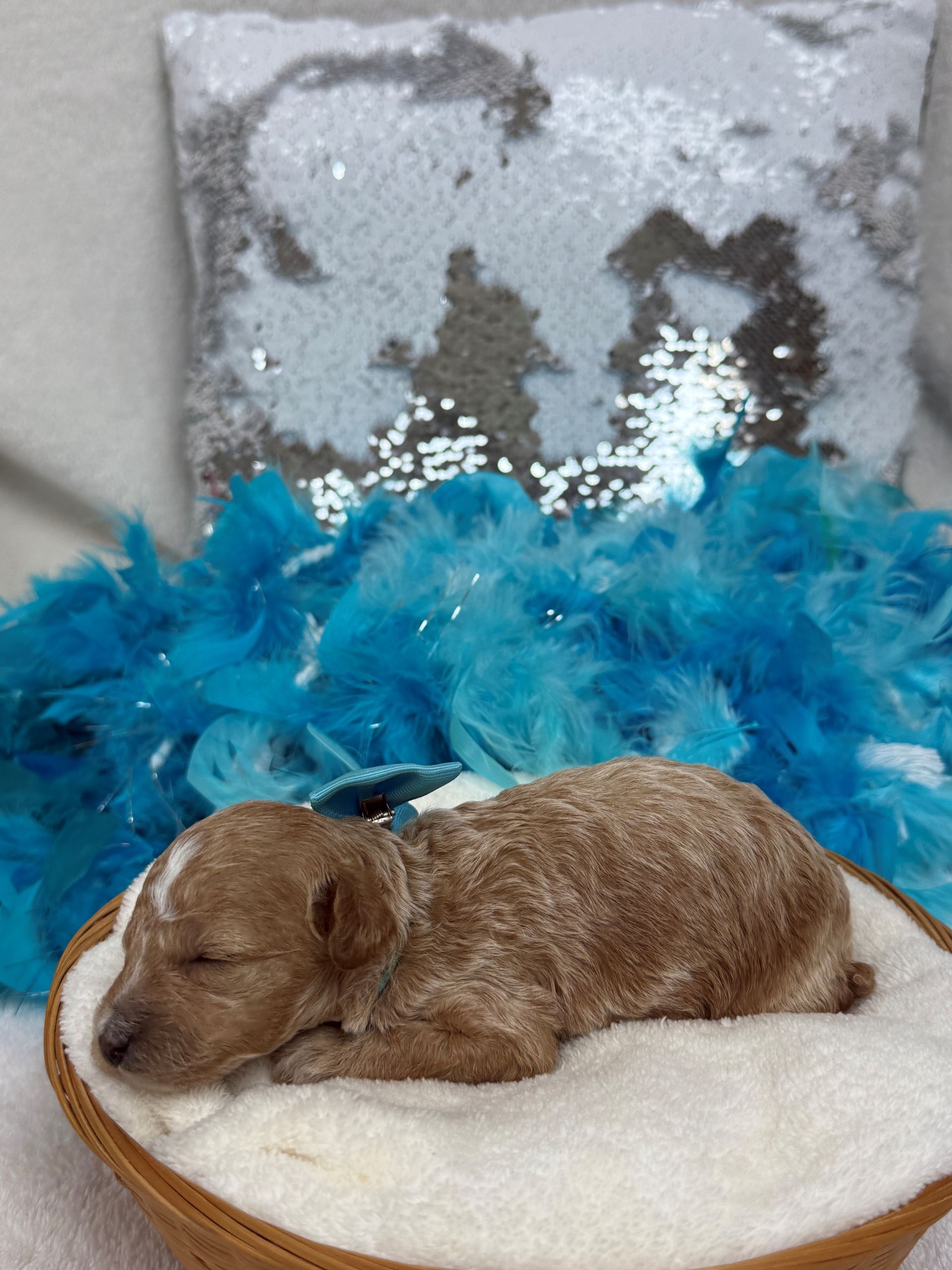 Cavapoo puppies for sale near tyler Texas