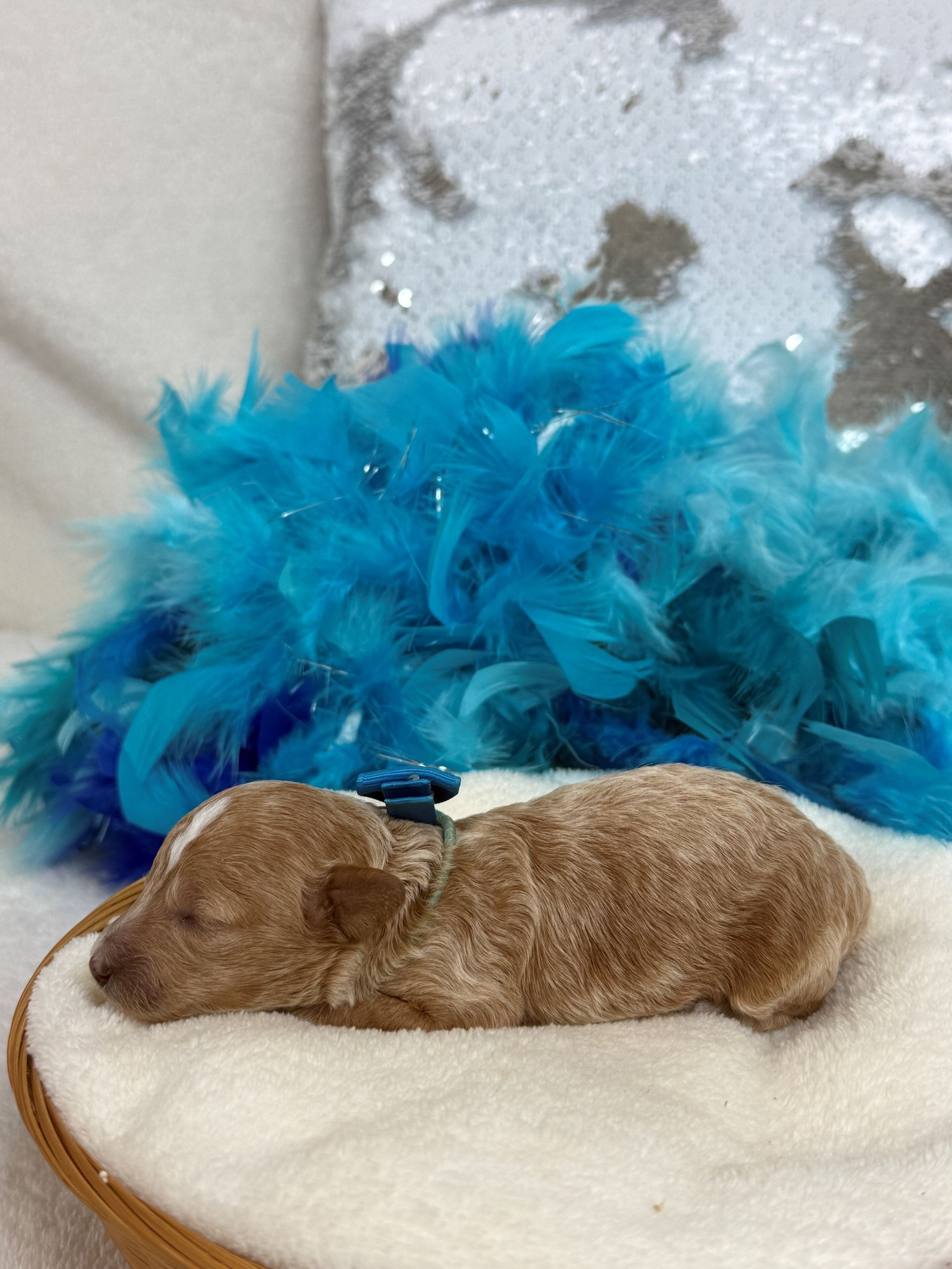 Cavapoo puppies for sale near tyler Texas