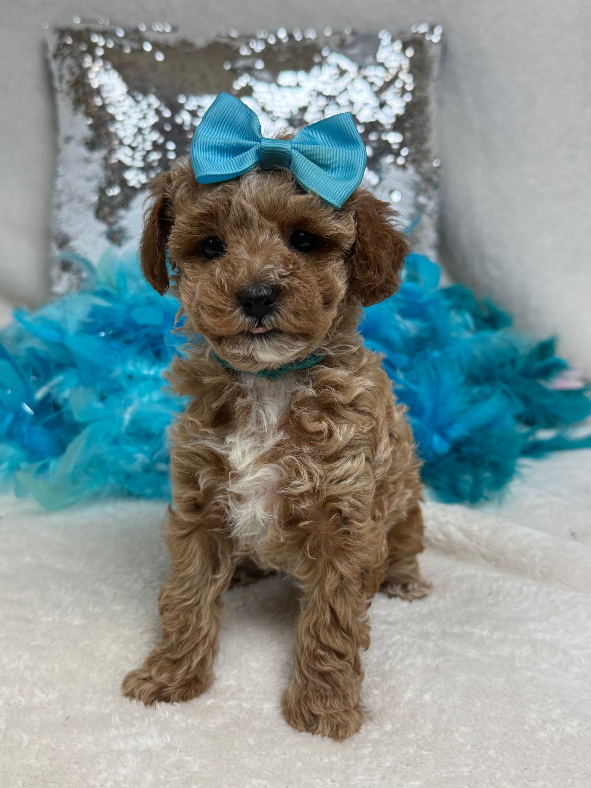 Cavapoo puppies for sale near tyler Texas