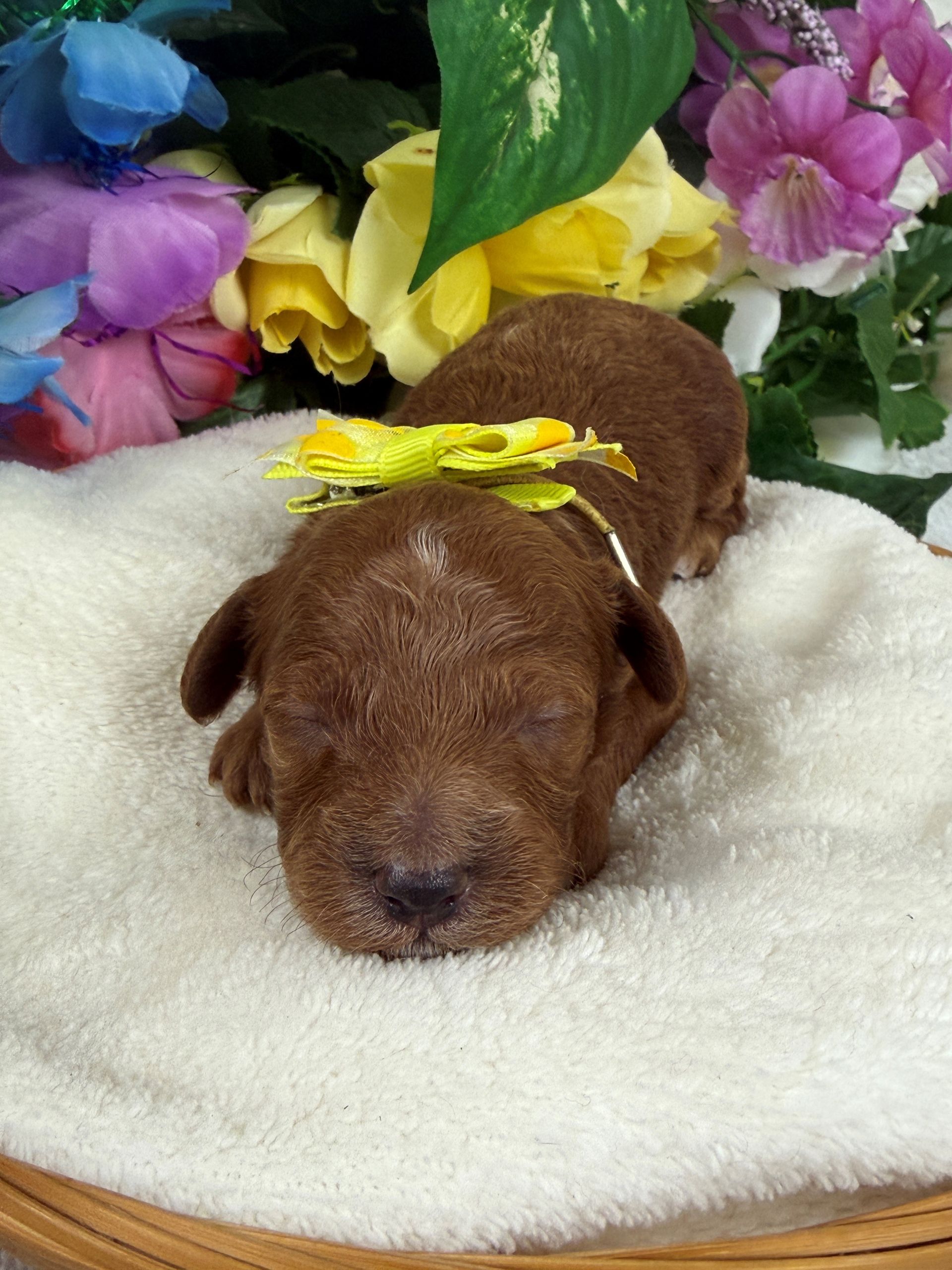 Cavapoo puppies for sale Fort Worth Texas breeder listings