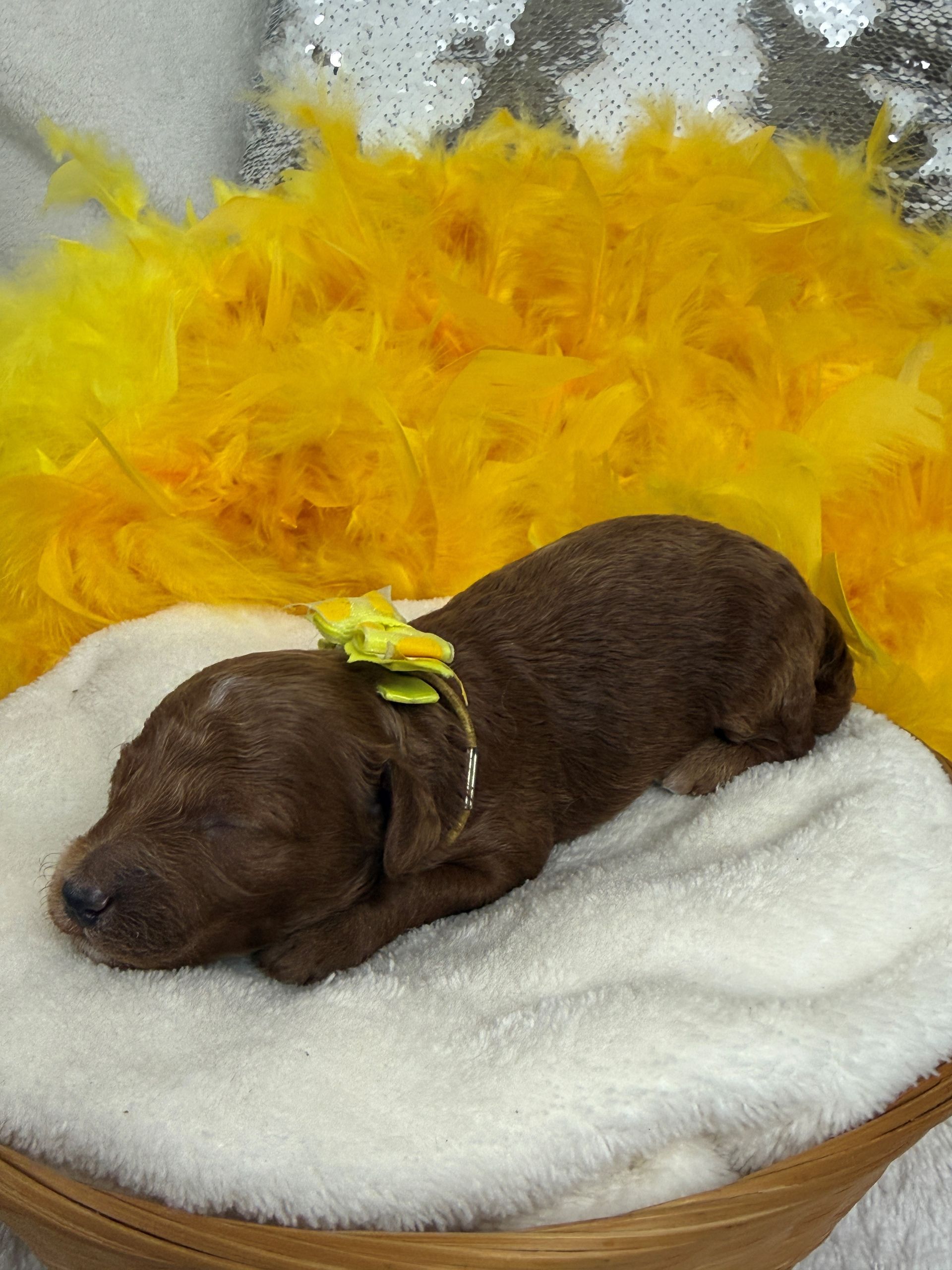 Cavapoo puppies for sale near tyler Texas