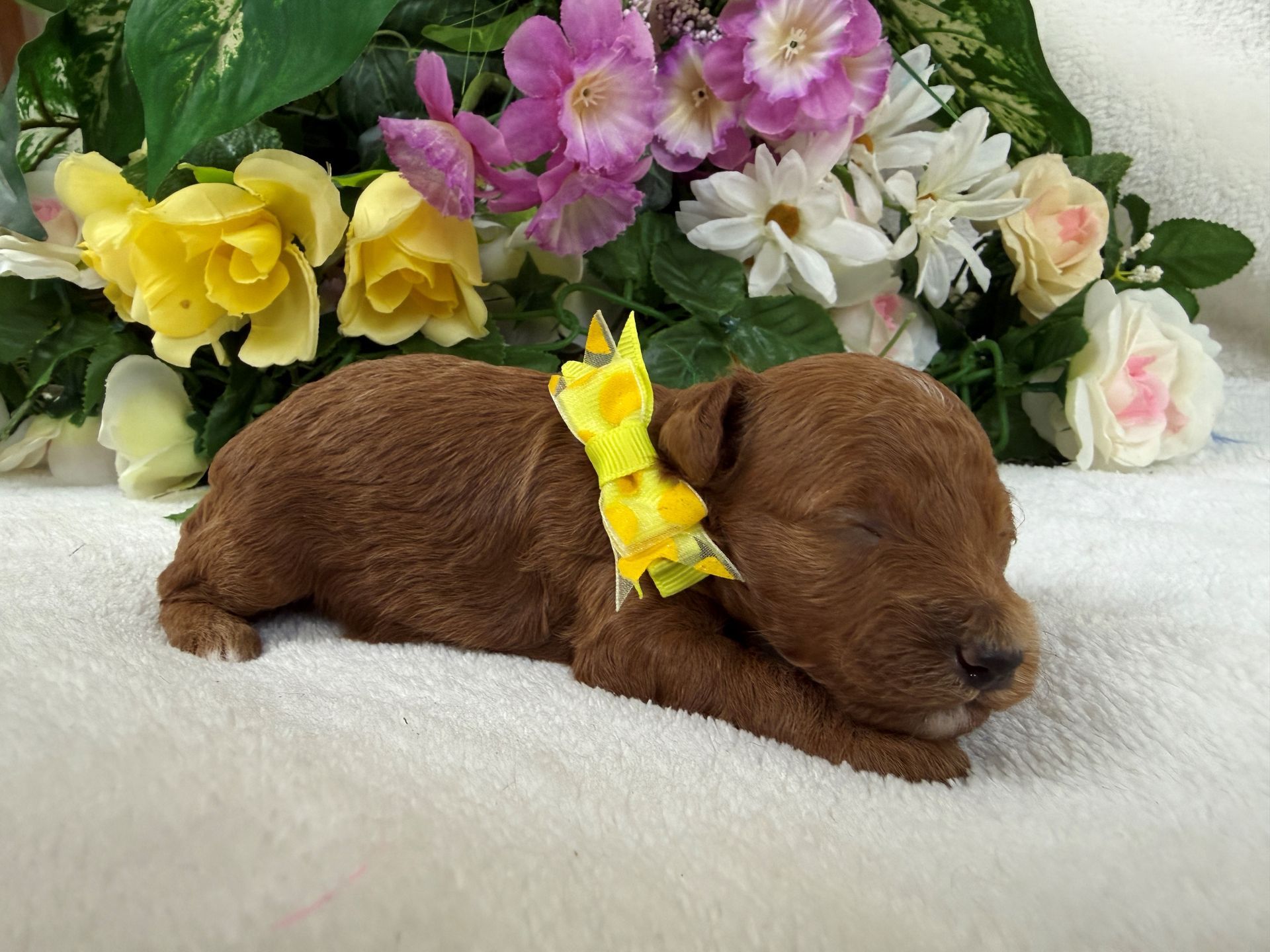 Cavapoo puppies for sale Fort Worth Texas breeder listings