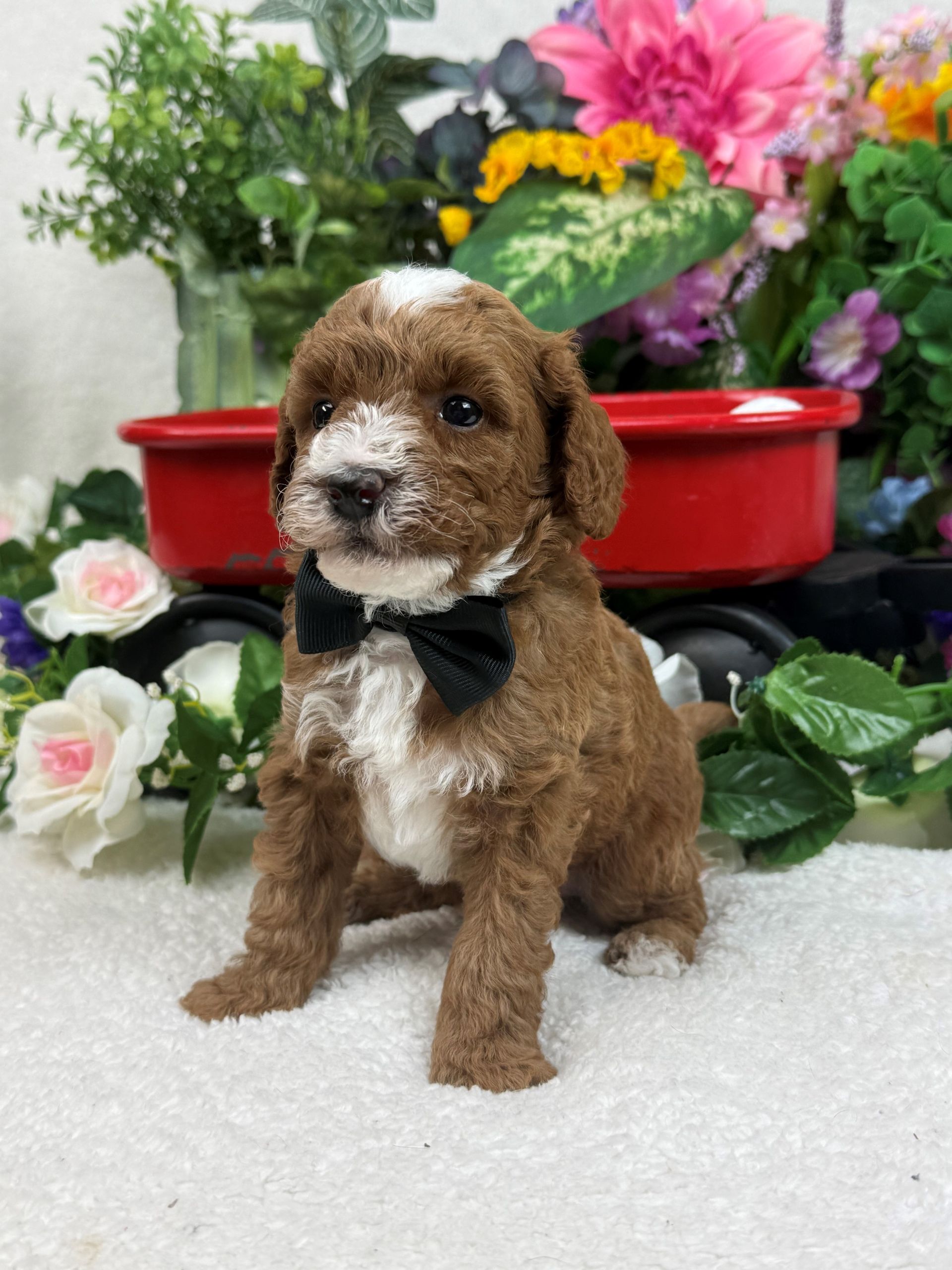 Goldendoodle puppies for sale Fort Worth Texas breeder listings