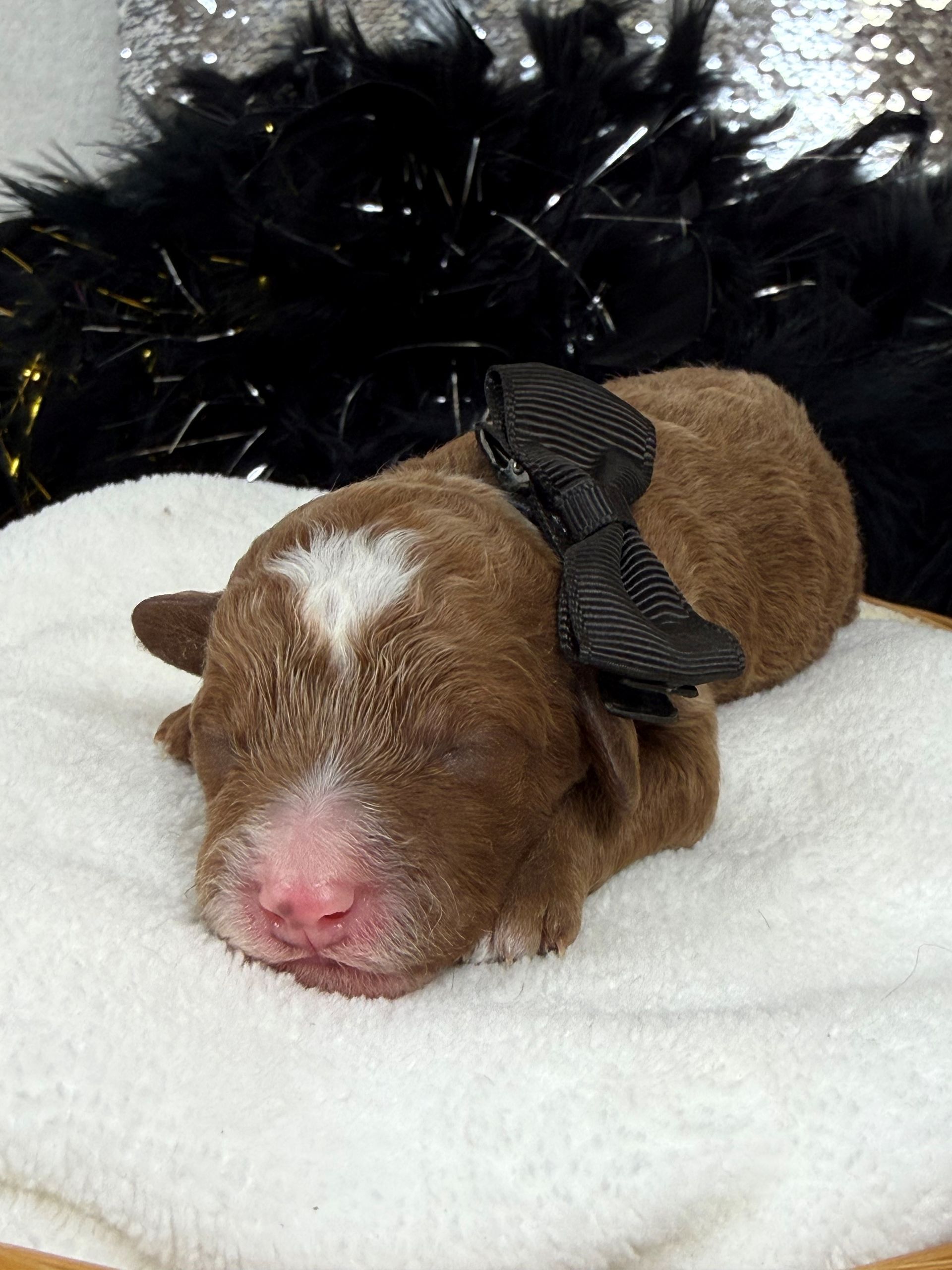 Mini Goldendoodle puppies for sale near San Antonio Texas