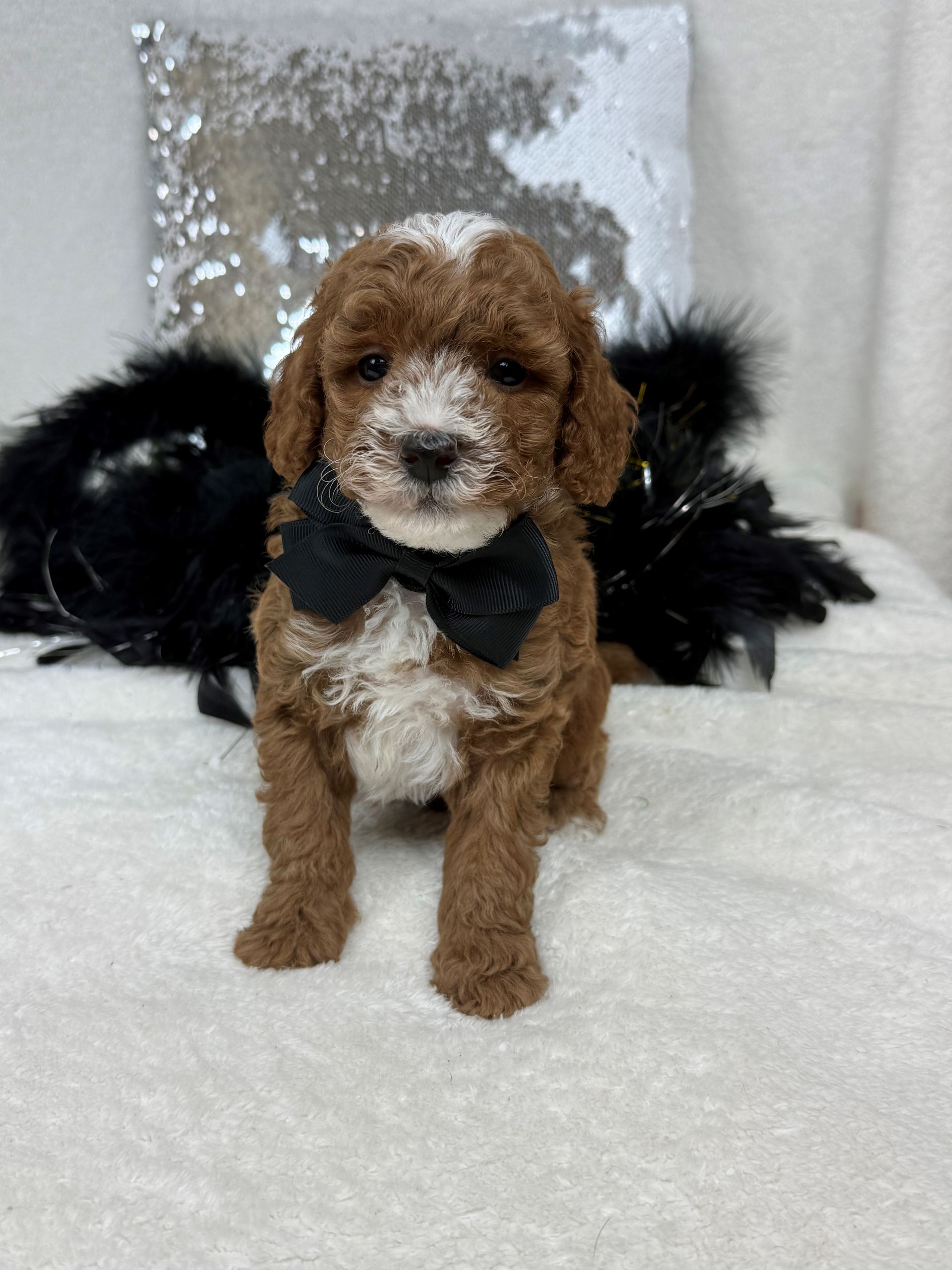 Mini Goldendoodle puppies for sale near San Antonio Texas