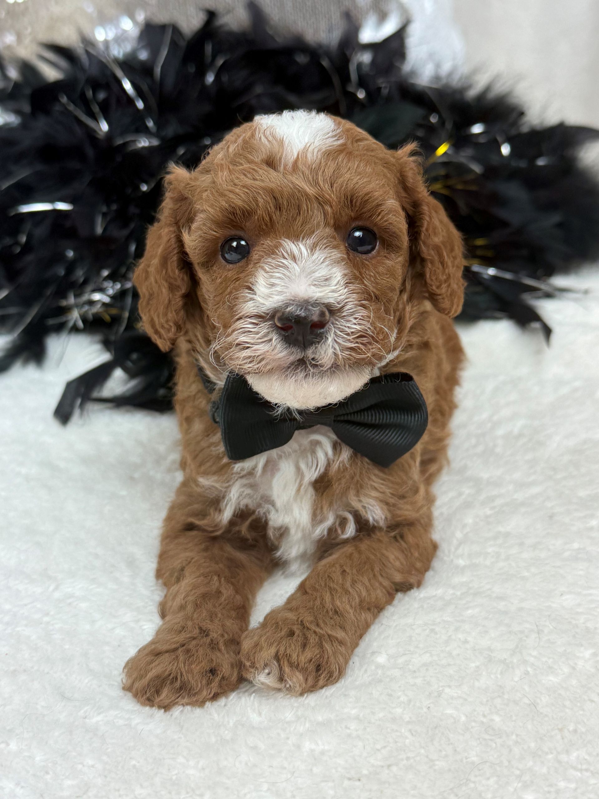 Mini Goldendoodle puppies for sale near San Antonio Texas