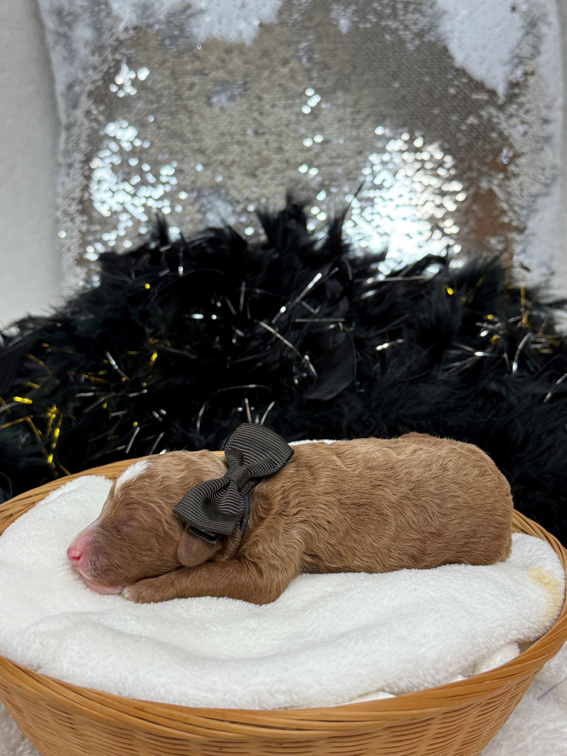 Goldendoodle puppies for sale Fort Worth Texas breeder listings