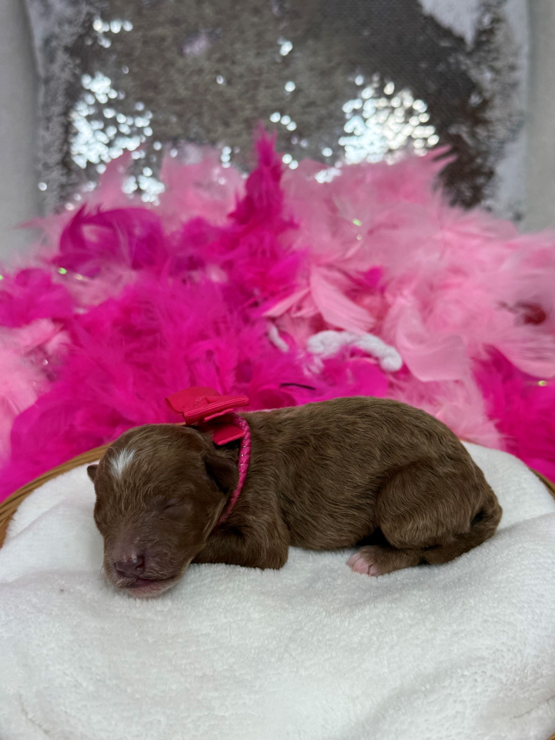 Mini Goldendoodle puppies for sale near San Antonio Texas