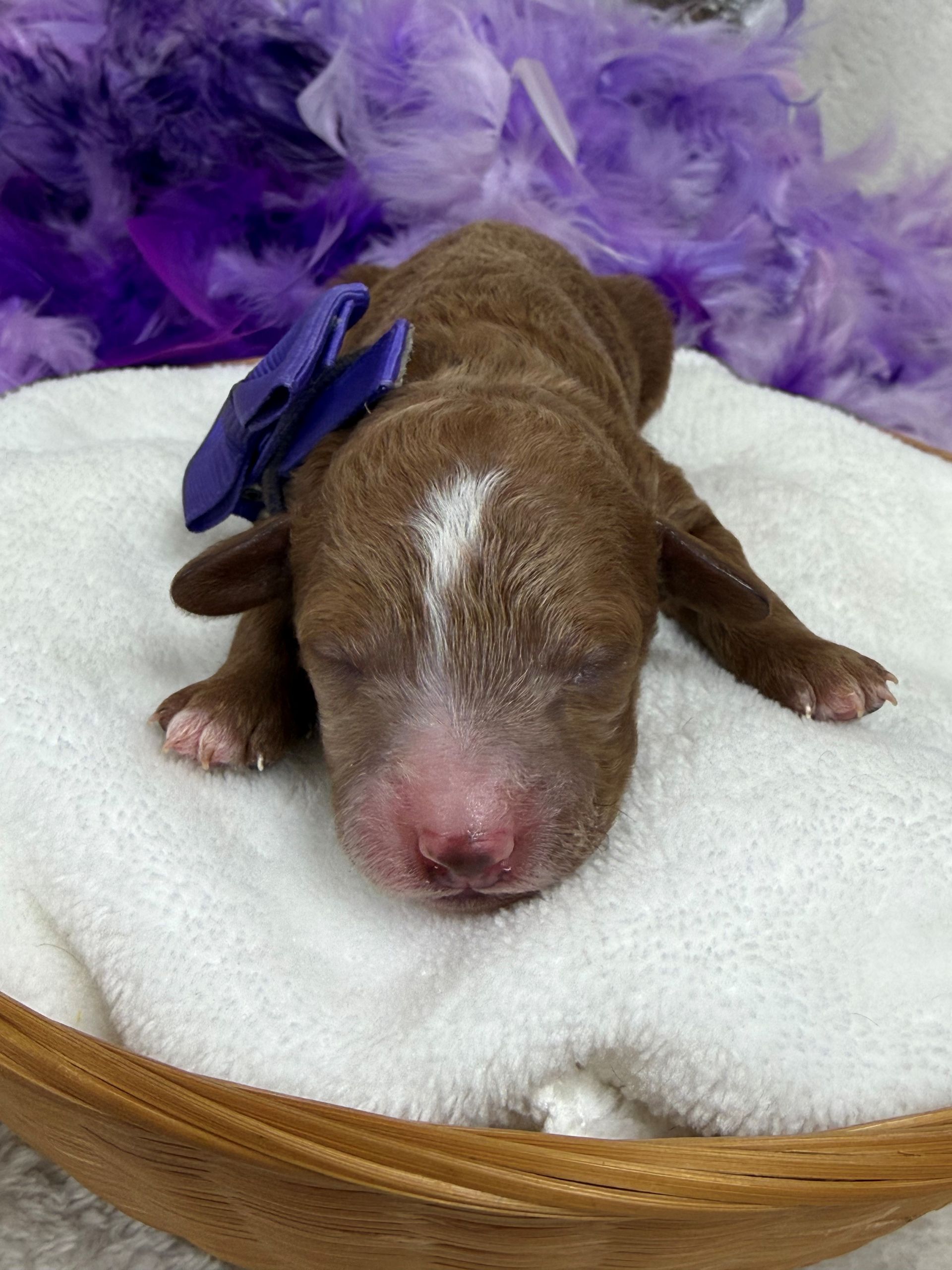 Mini Goldendoodle puppies for sale near San Antonio Texas